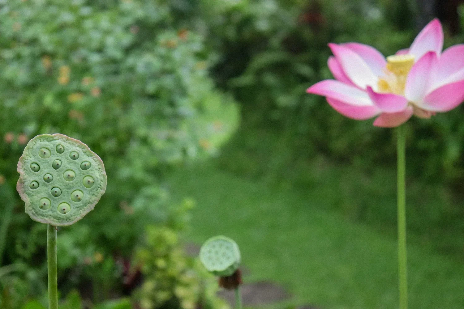 pink and green meditative flowers in a green field