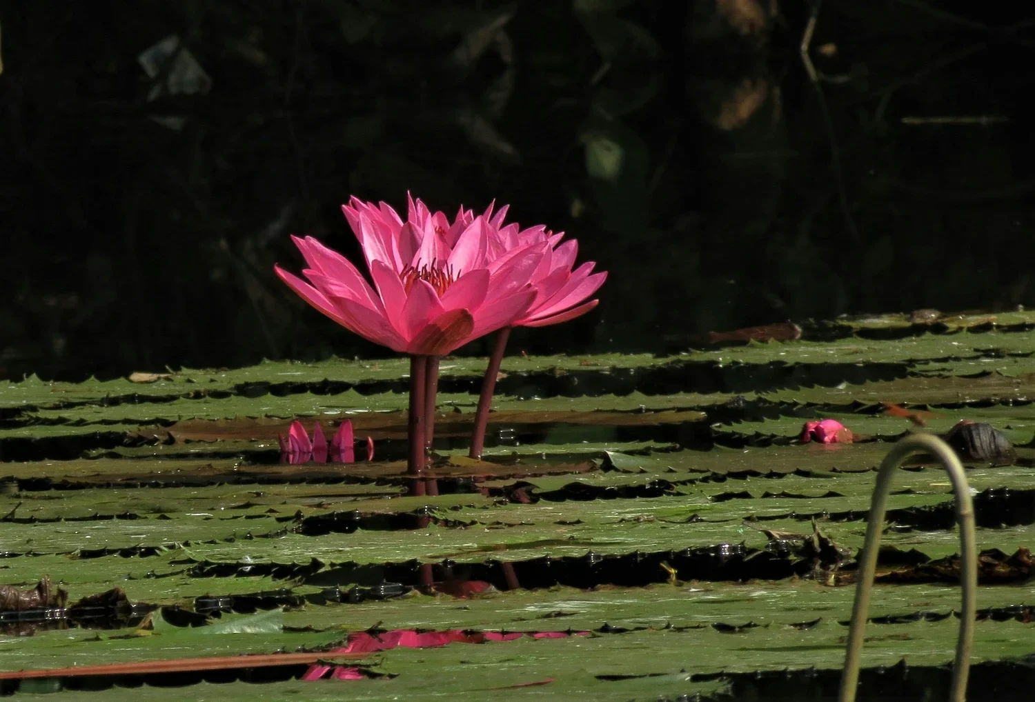 a pink meditative flower coming out of water surrounded my lily pads