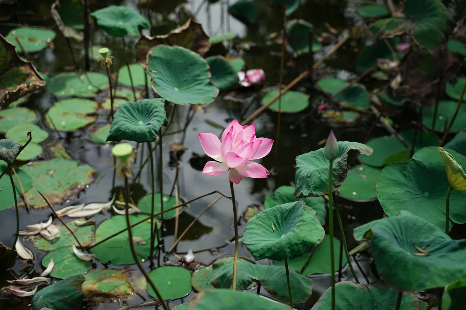a pink meditative flower coming out of water surrounded my lily pads