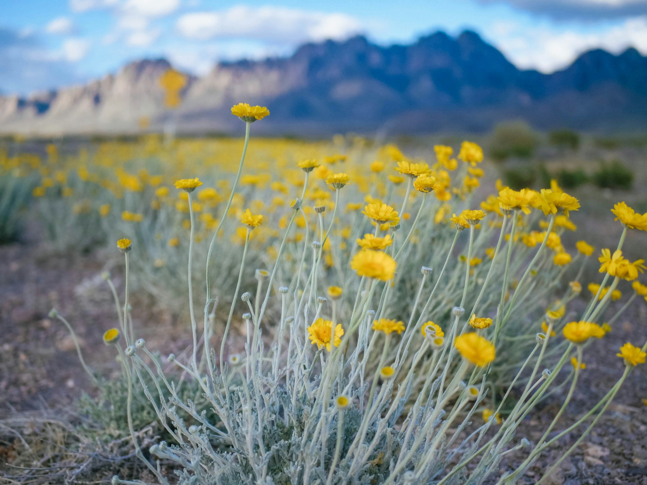 Natural Ways to Reduce Allergy Symptoms