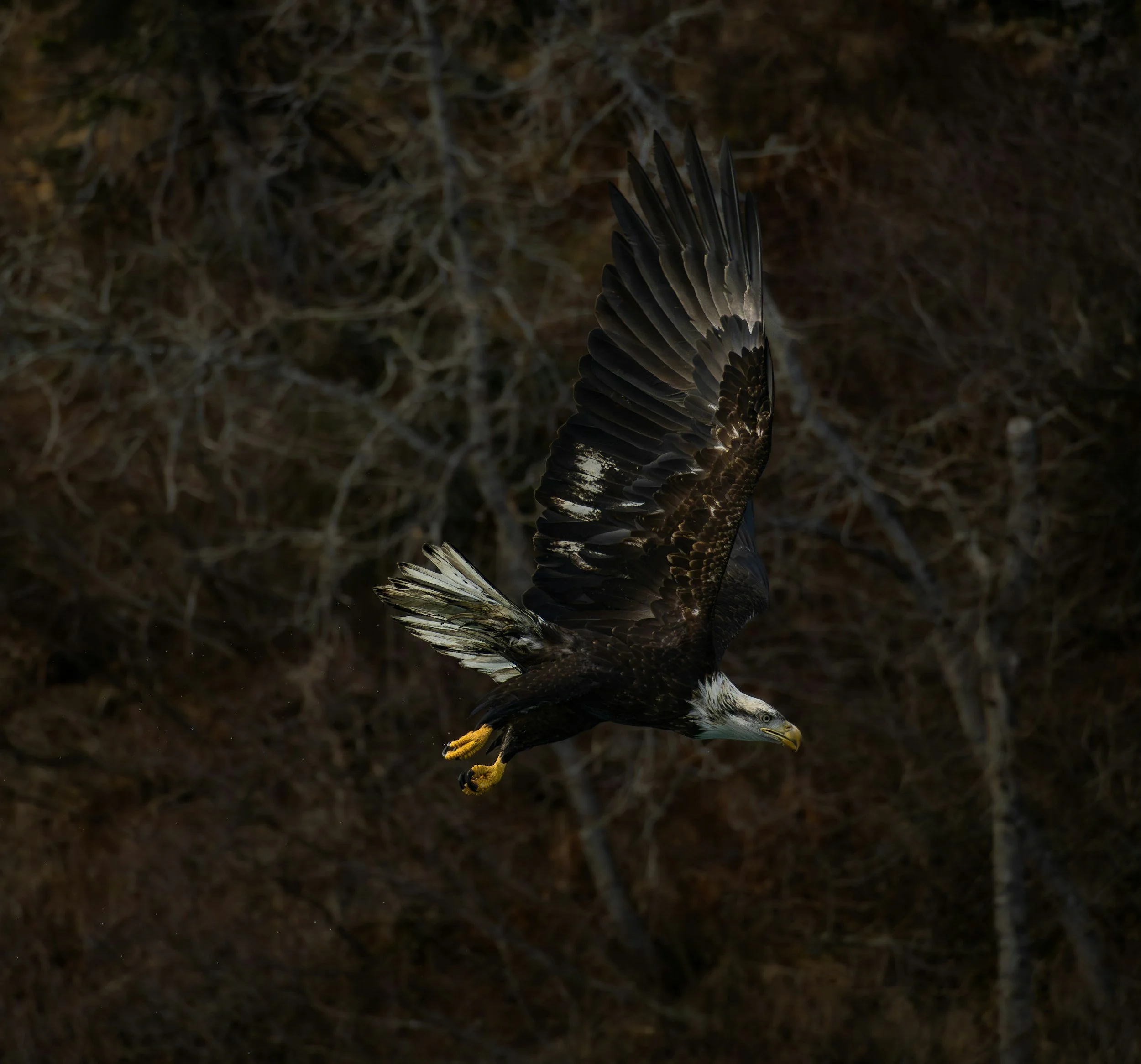 Trump Voters are a Threat