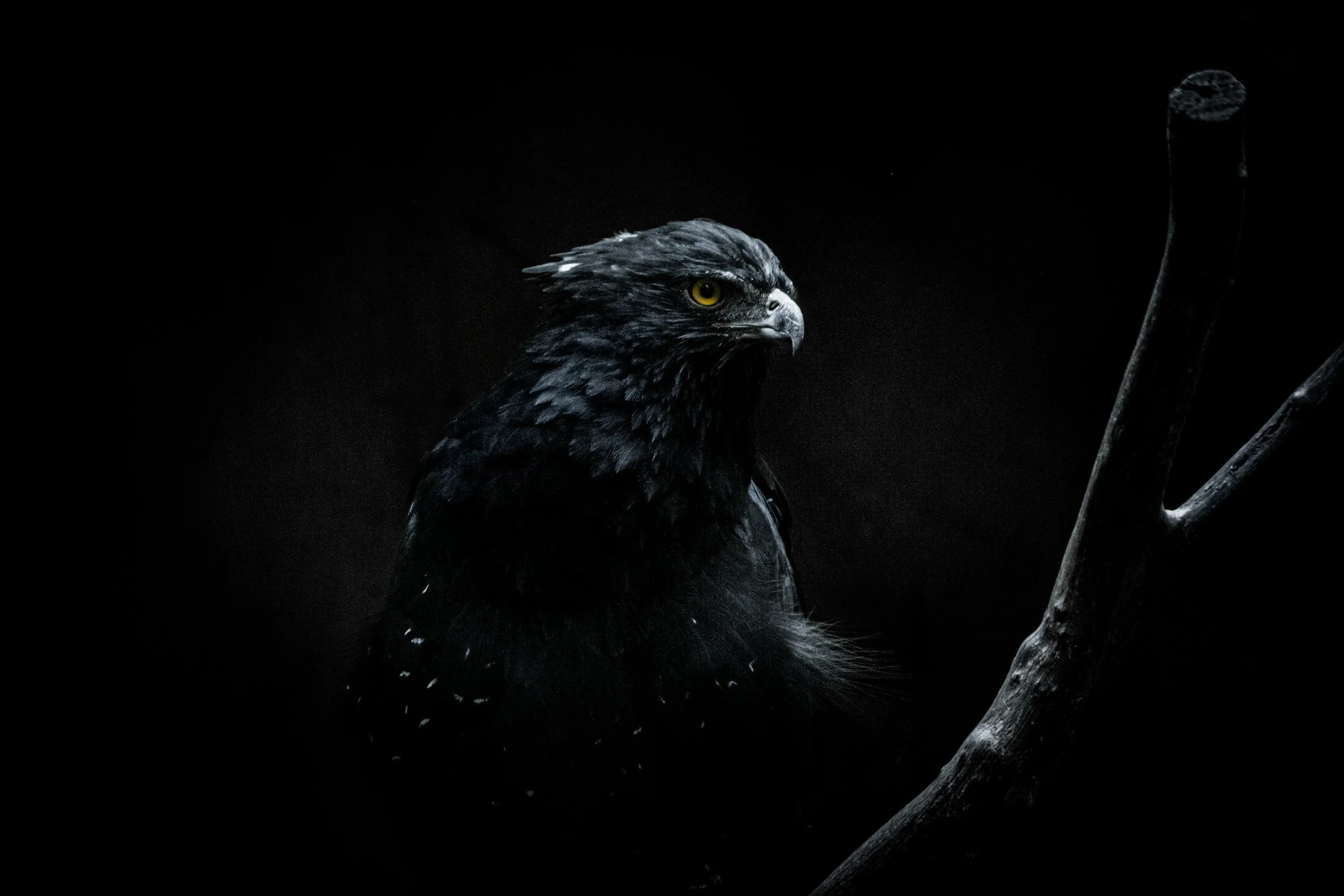 The Eagle in the Fatherland