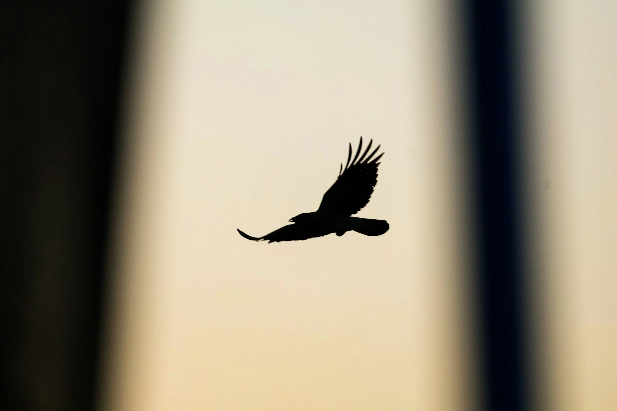 The Eagle in the Fatherland