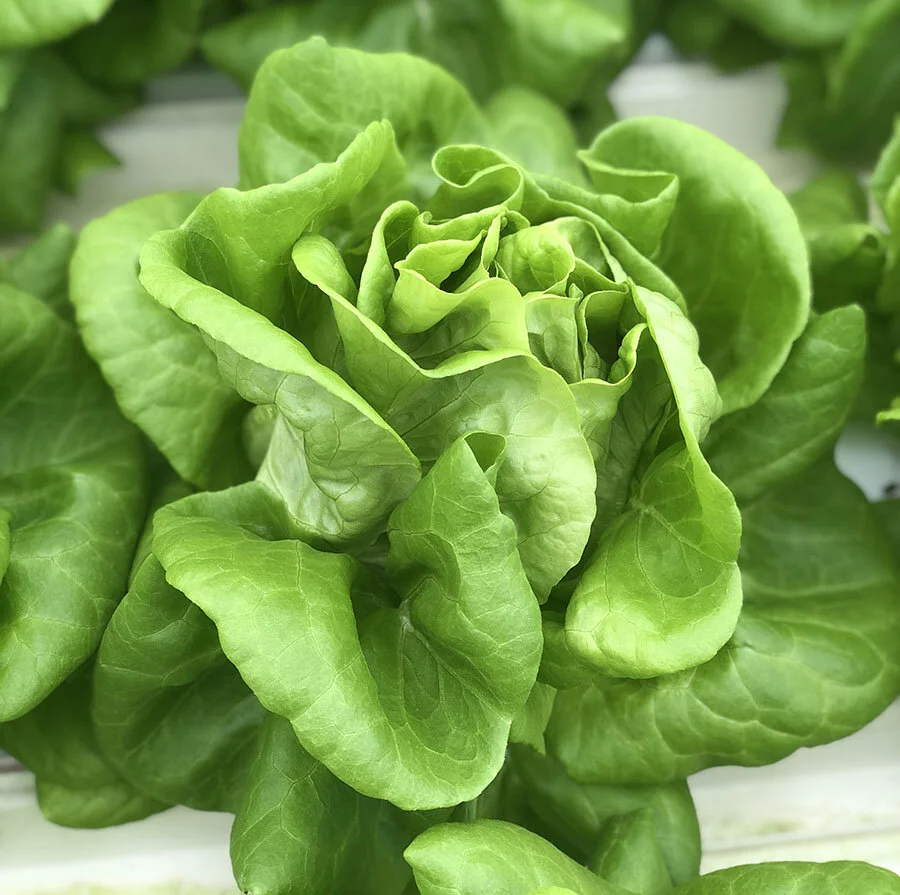 Butterhead Living Lettuce 900.jpg