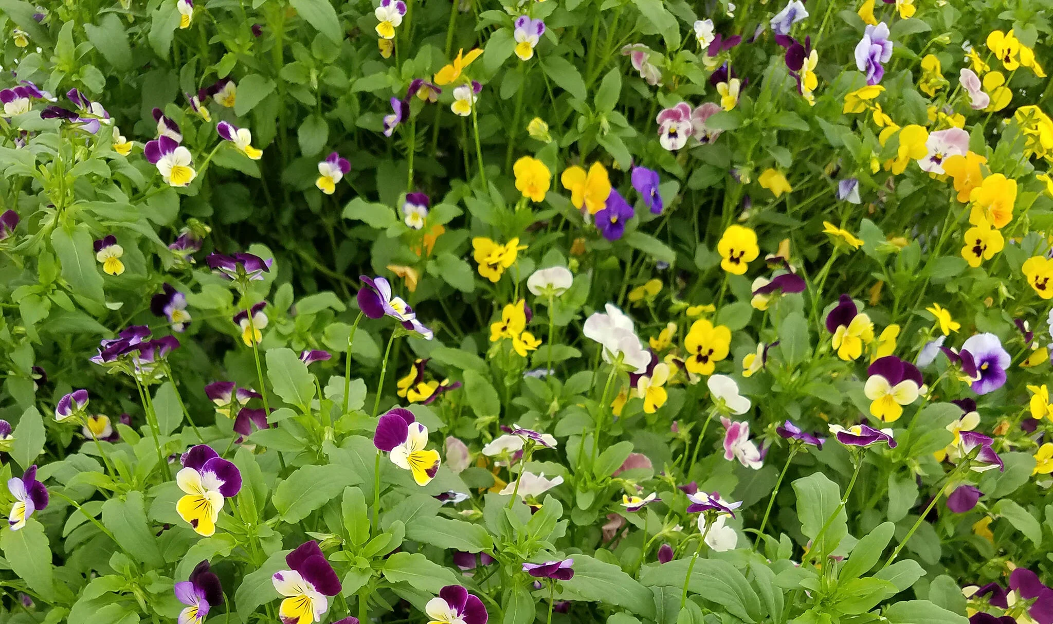 edibleviolas_2048.jpg