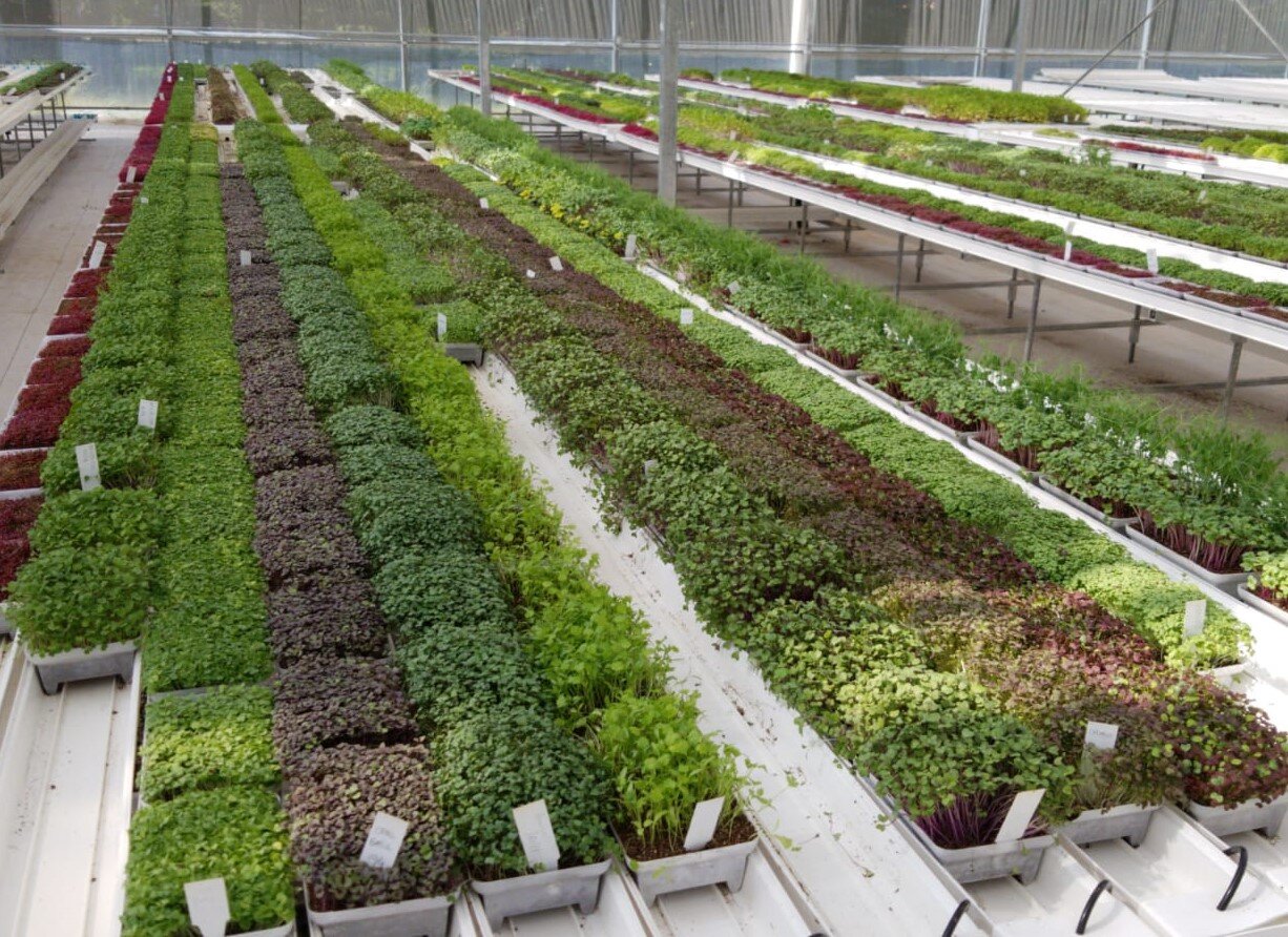 Microgreens on Tables New.jpg