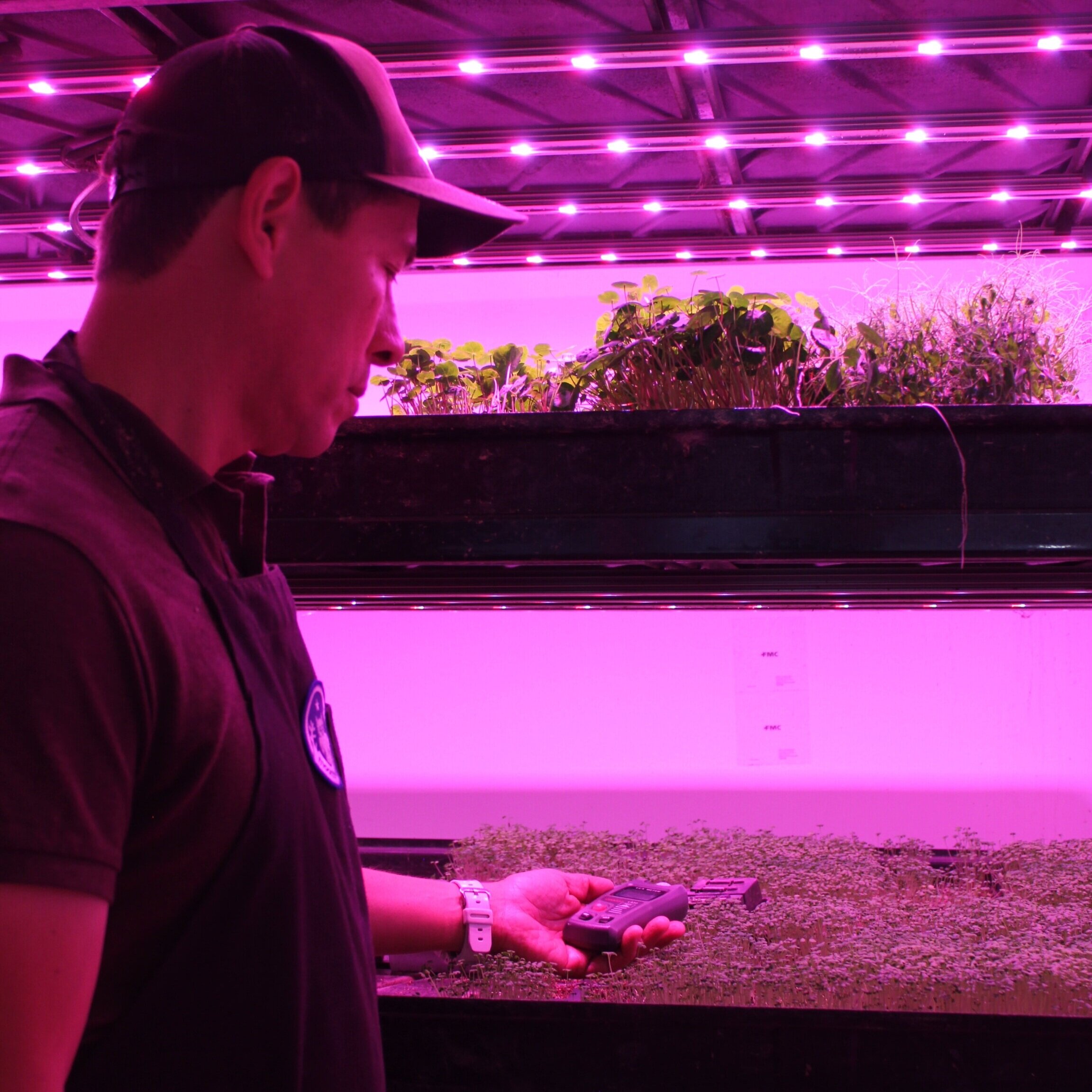 Federico+Marques+Monitoring+Hydroponics.jpg