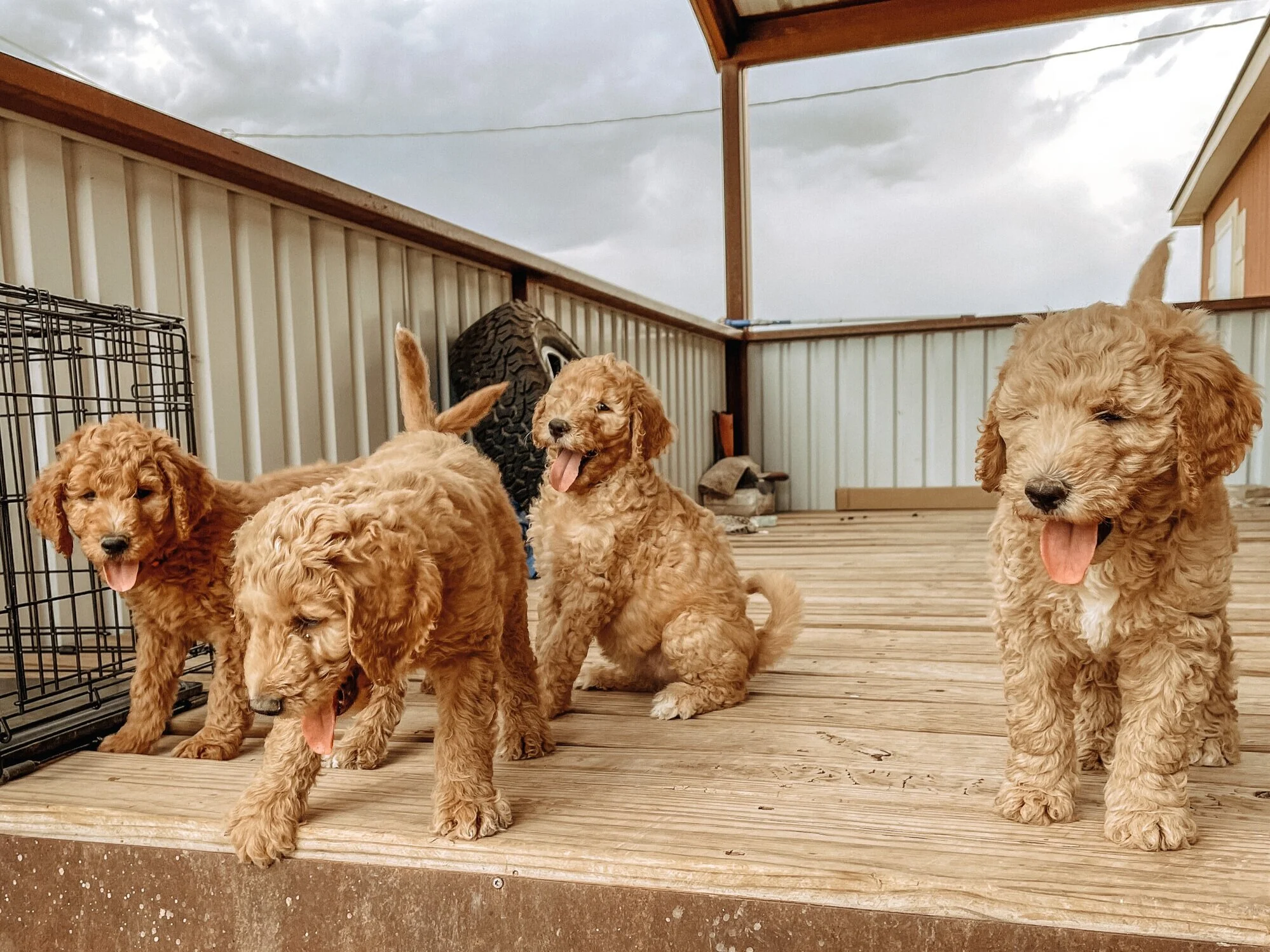 Puppies+Outside.jpg