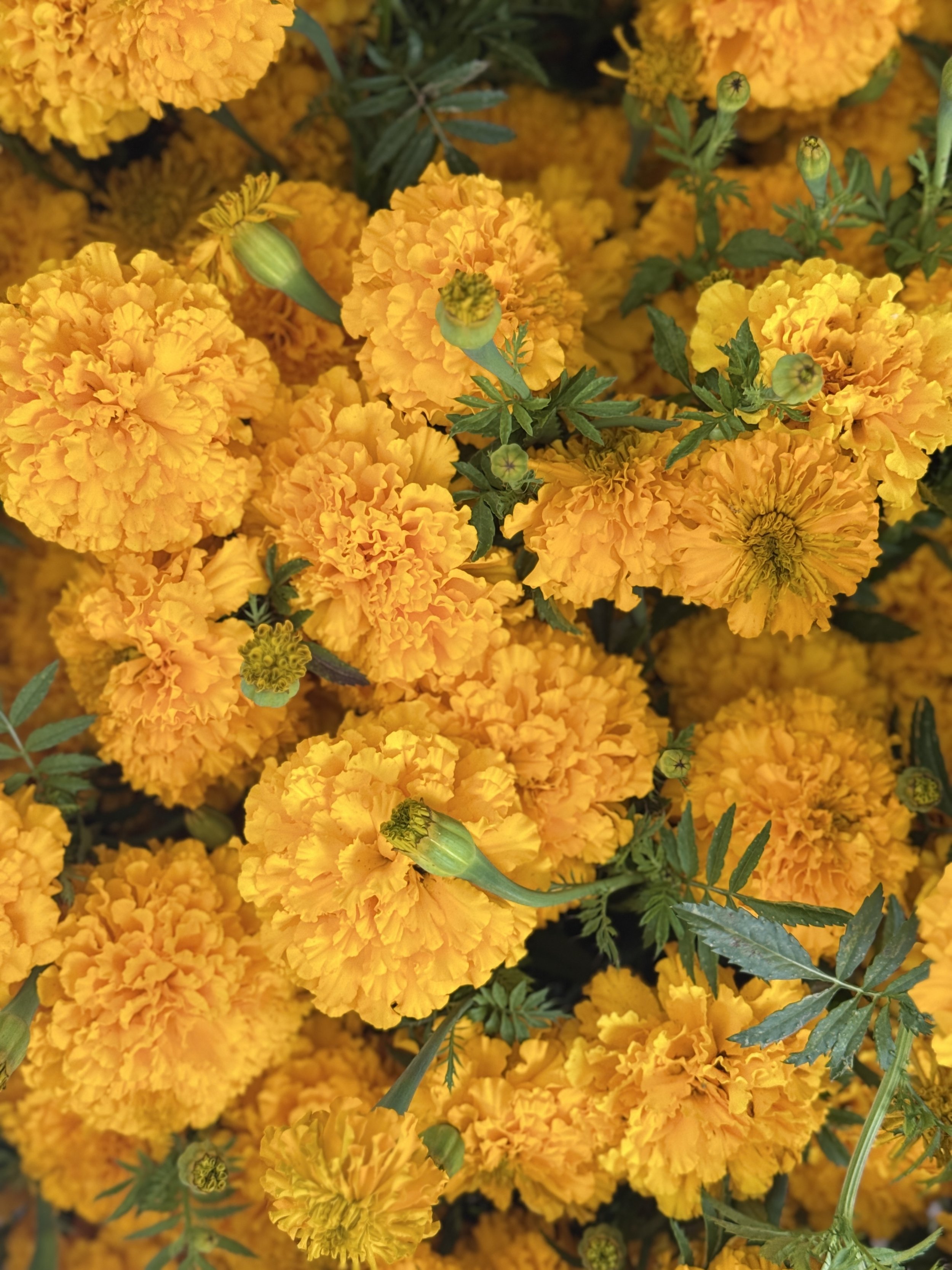 Marigold