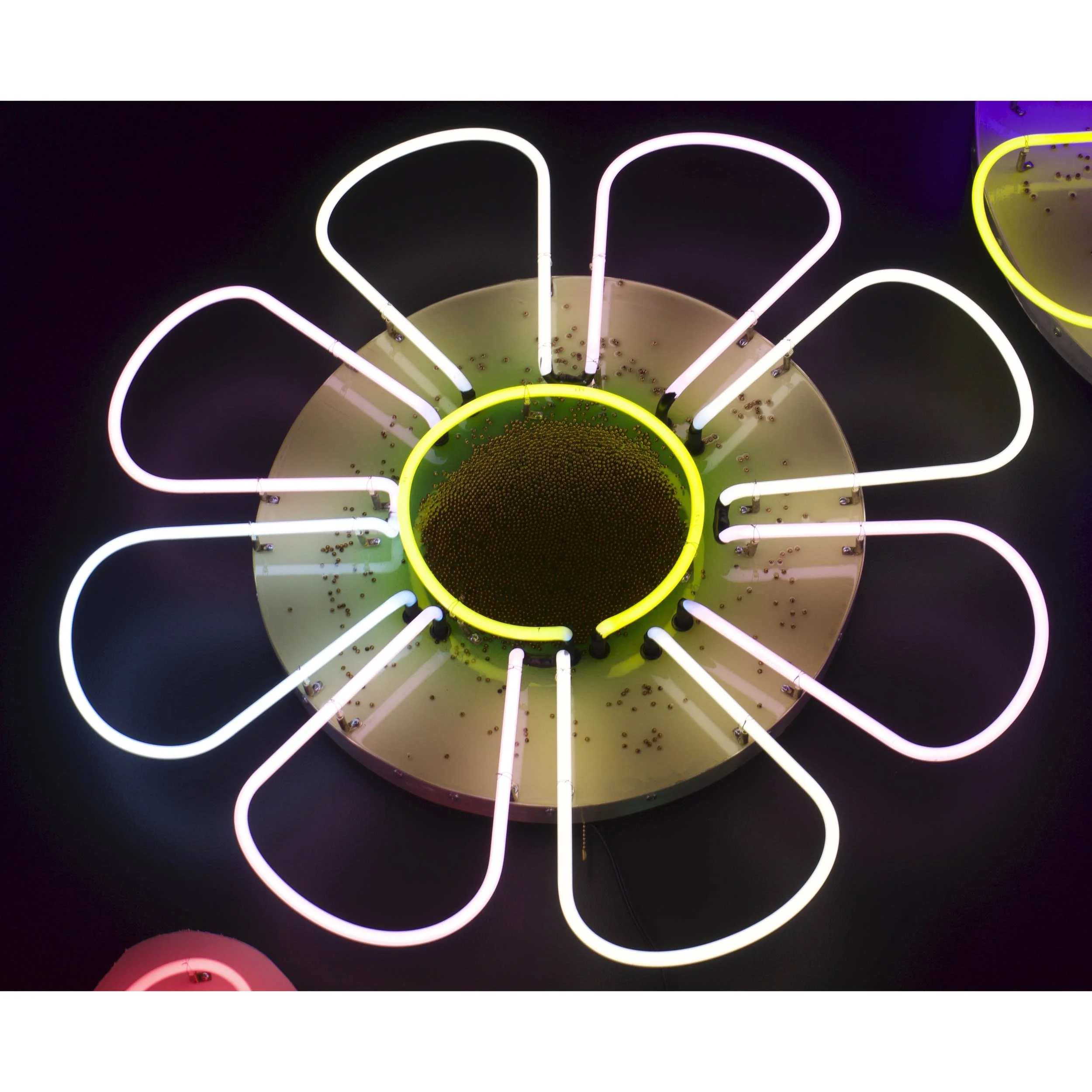 Flower_medium1_1 (0;00;00;00).jpg