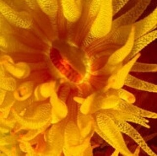 ~ #coral polyps get their nutritional requirements in two ways ~
------------------

What you are looking at in the image above is a mouth of an individual coral polyp with its tentacles extended as it tries to catch food, and bring that food into it