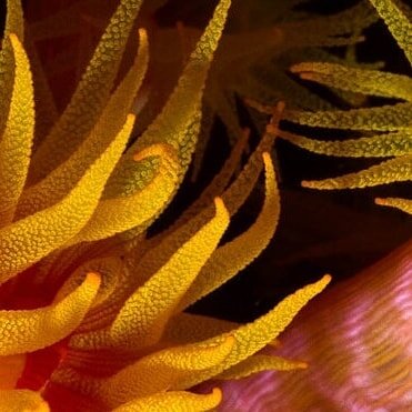 ~ The tentacles of a coral polyps serve multiple purposes ~
----------------
A corals tentacles are organs are mostly extended at night to grab food out of the water column.

Want to know more about corals? Read our link in bio ☝️

📷&copy; @underwat