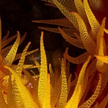 ~ Coral colonies made up of genetic clones of individual coral polyps ~
-----------------
The tentacles you see in the picture above are two different coral polyps that are #genetic #clones of each other. A coral colony builds itself through an a-sex