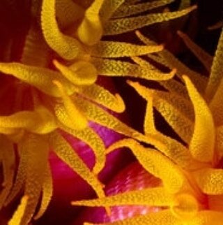 ~ Coral tentacles have stinging cells called nematocysts ~
------------------
If you have ever been stung by a jellyfish, you have felt the power of a nematocysts.  Corals and jellyfish belong to the phylum Cnidaria, and both have these stinging cell