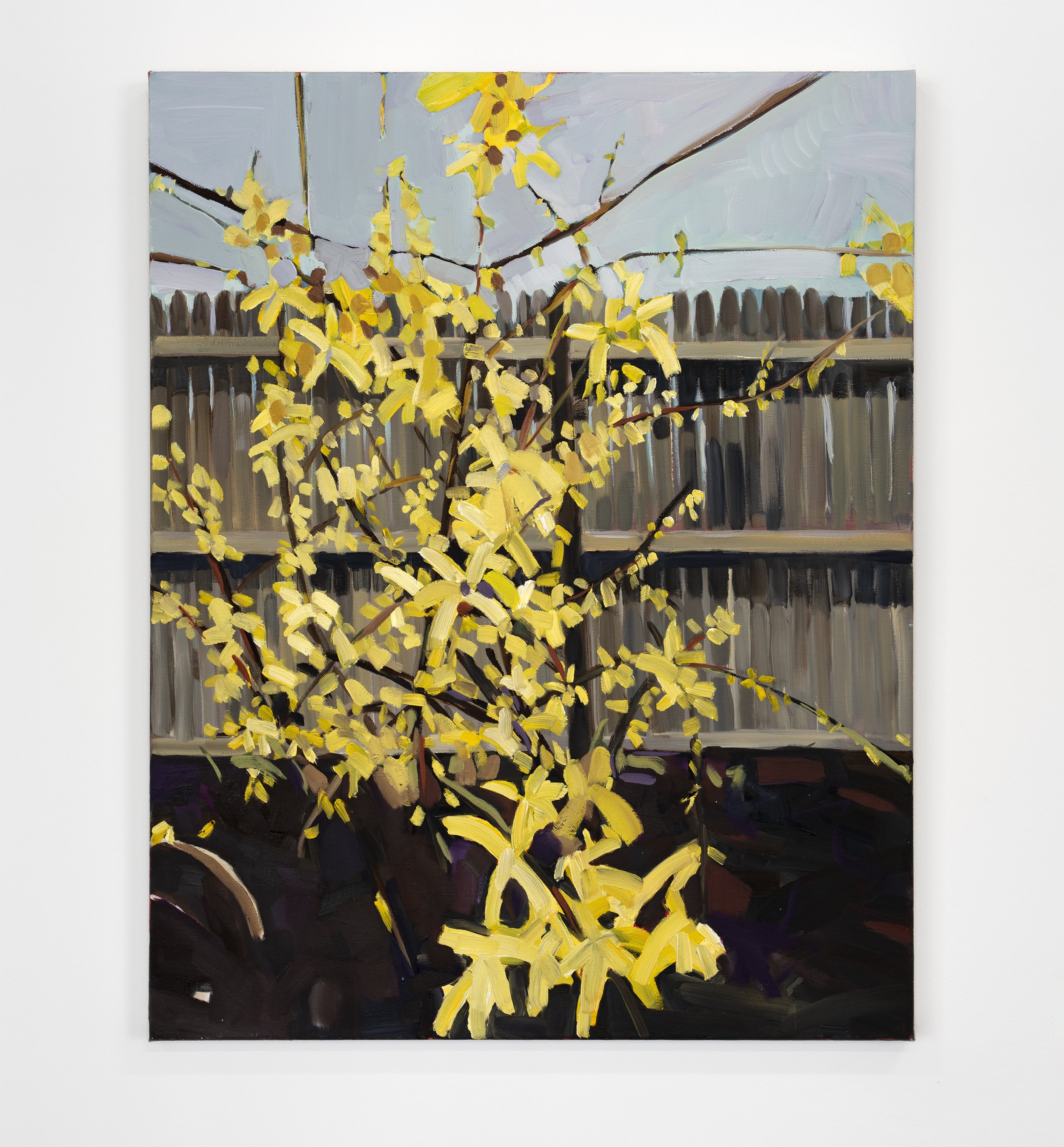   Forsythia Outside the Studio  (2022)  Oil on canvas, 28” x 22”  $2,800 