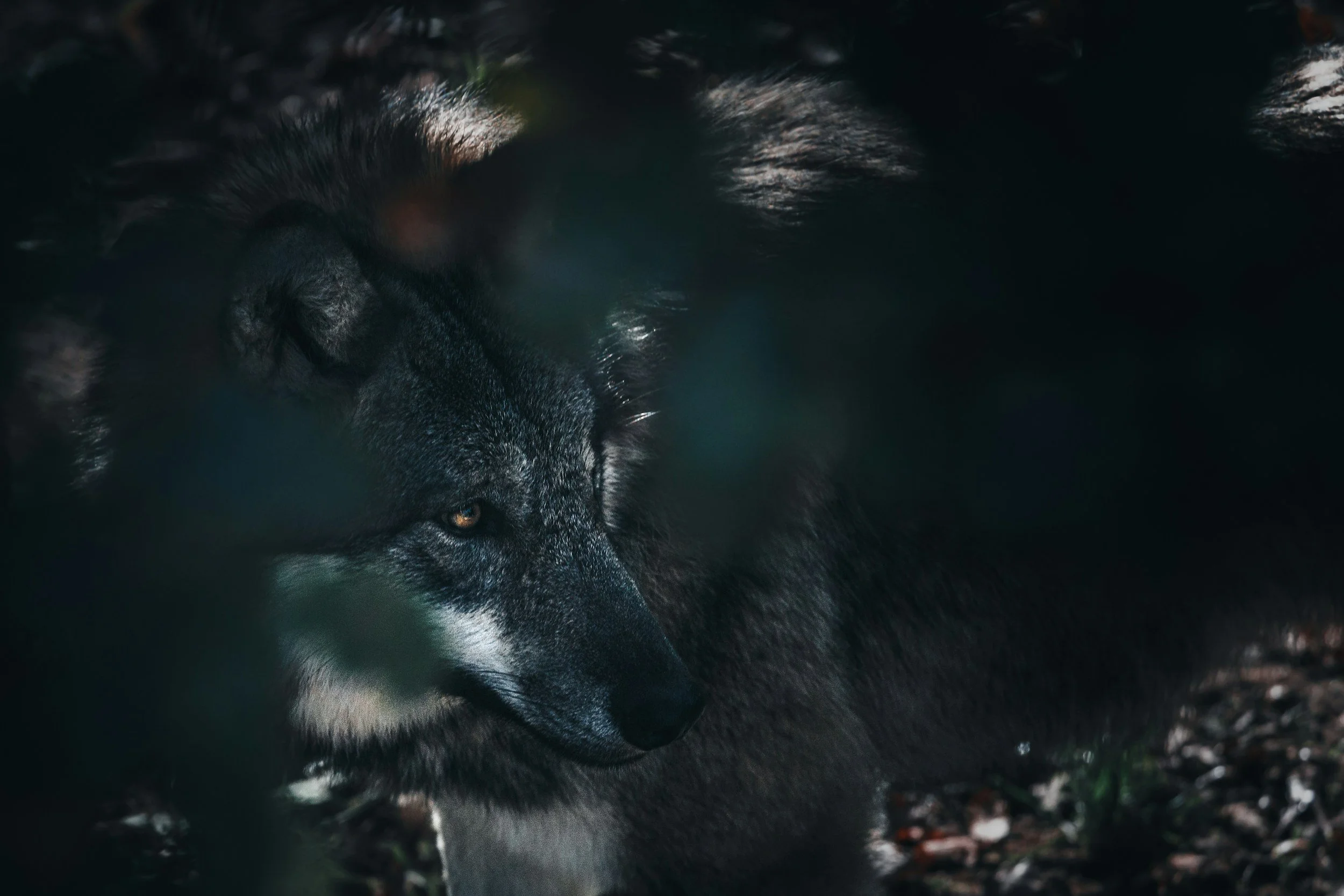 Parable of the Wolves