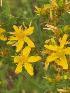 StJohnsWort72026.jfif