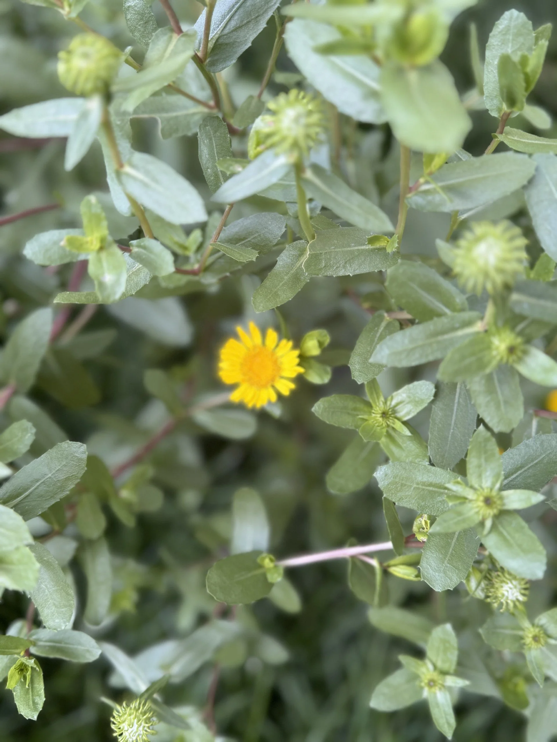 grindelia lori garden 2024.jpg