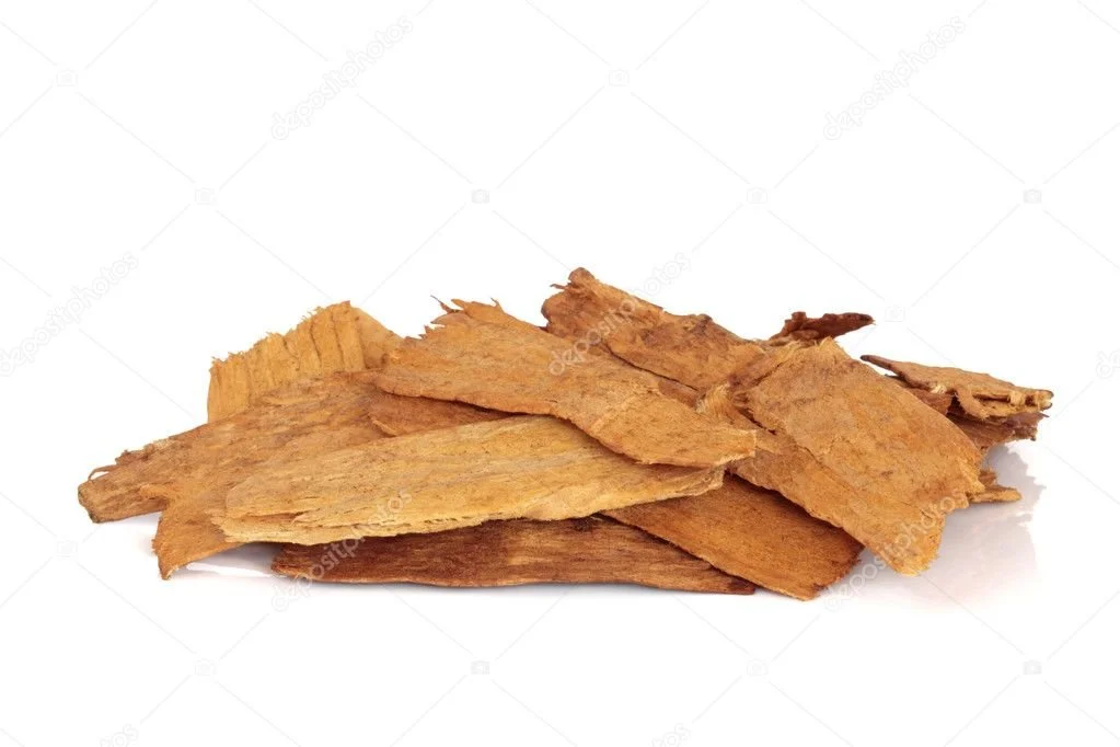 astragalus depositphotos_1979565-stock-photo-root.jpg