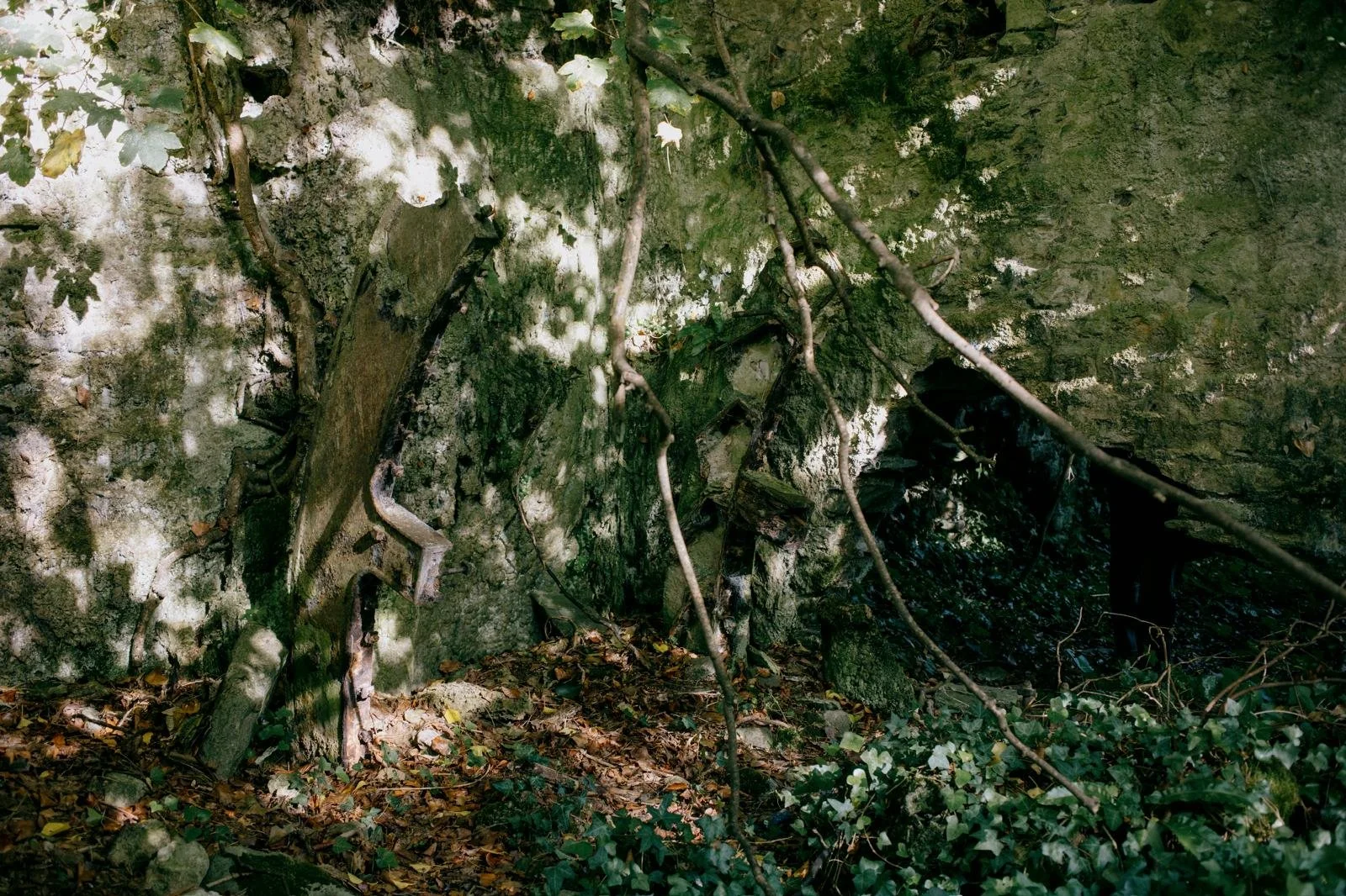 Foraging, Supper &amp; Outdoor Film Screening