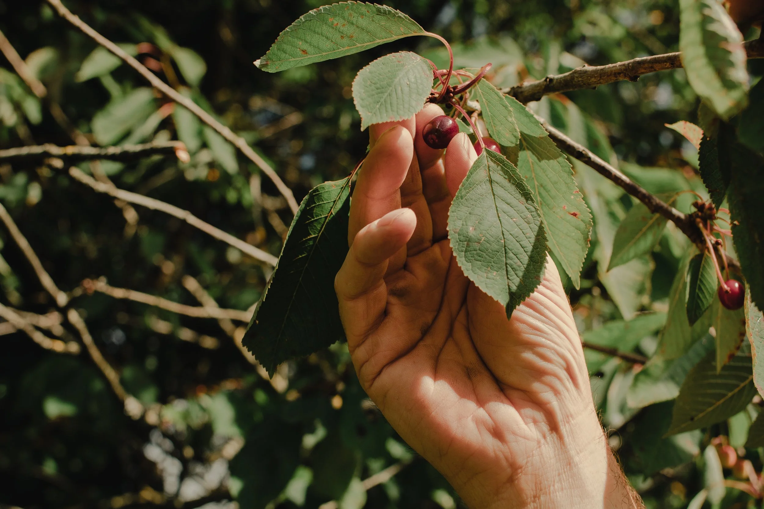 Soearth Guided Nature Walk & Afternoon Tea 