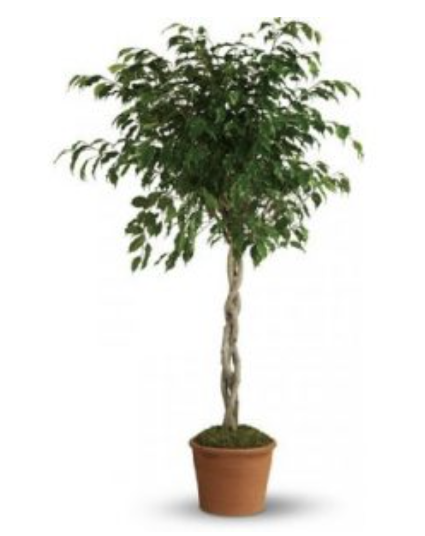 Image of The Sill Faux Ficus Benjamina Tree
