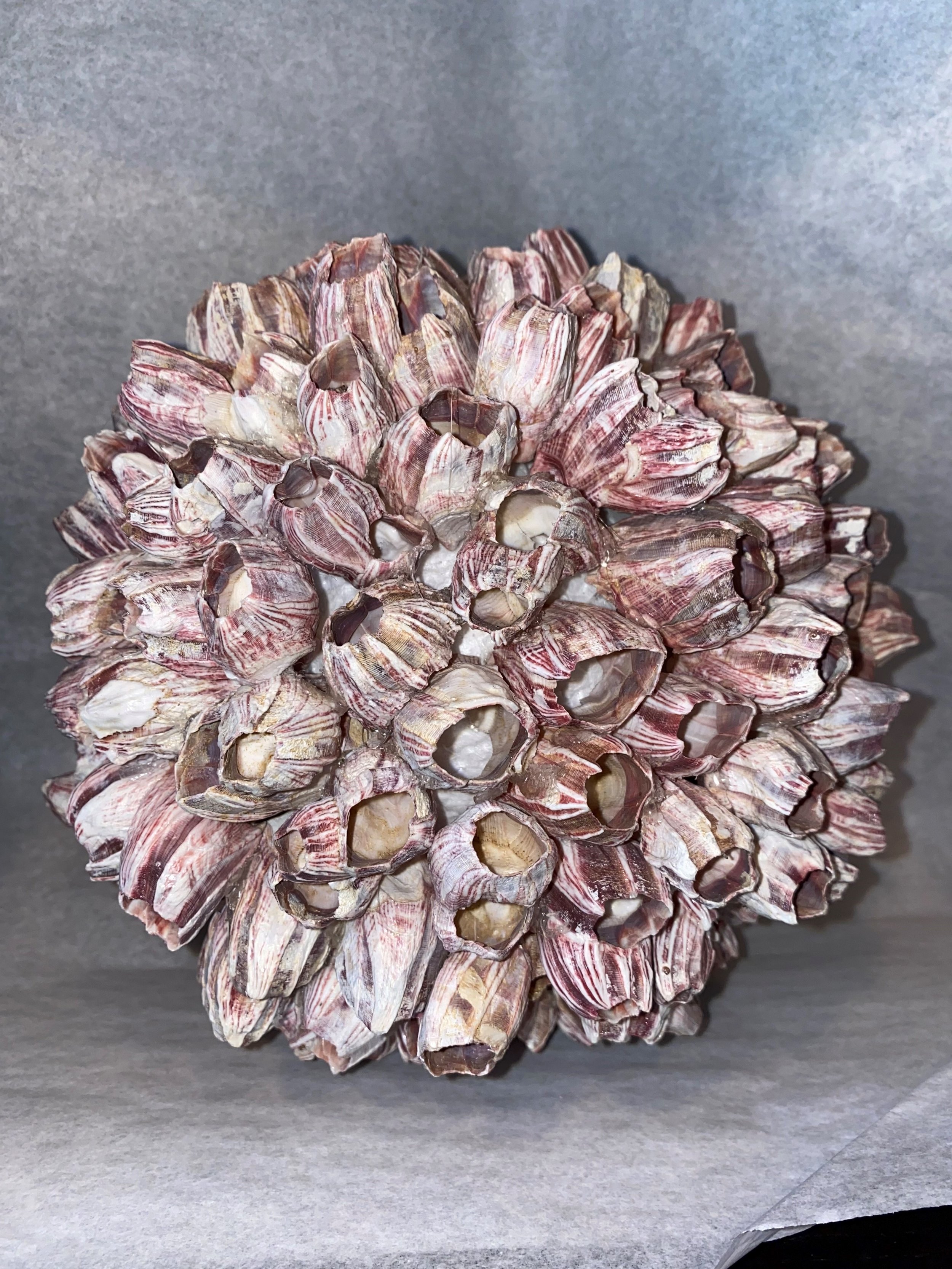 barnacle shell ball.jpg