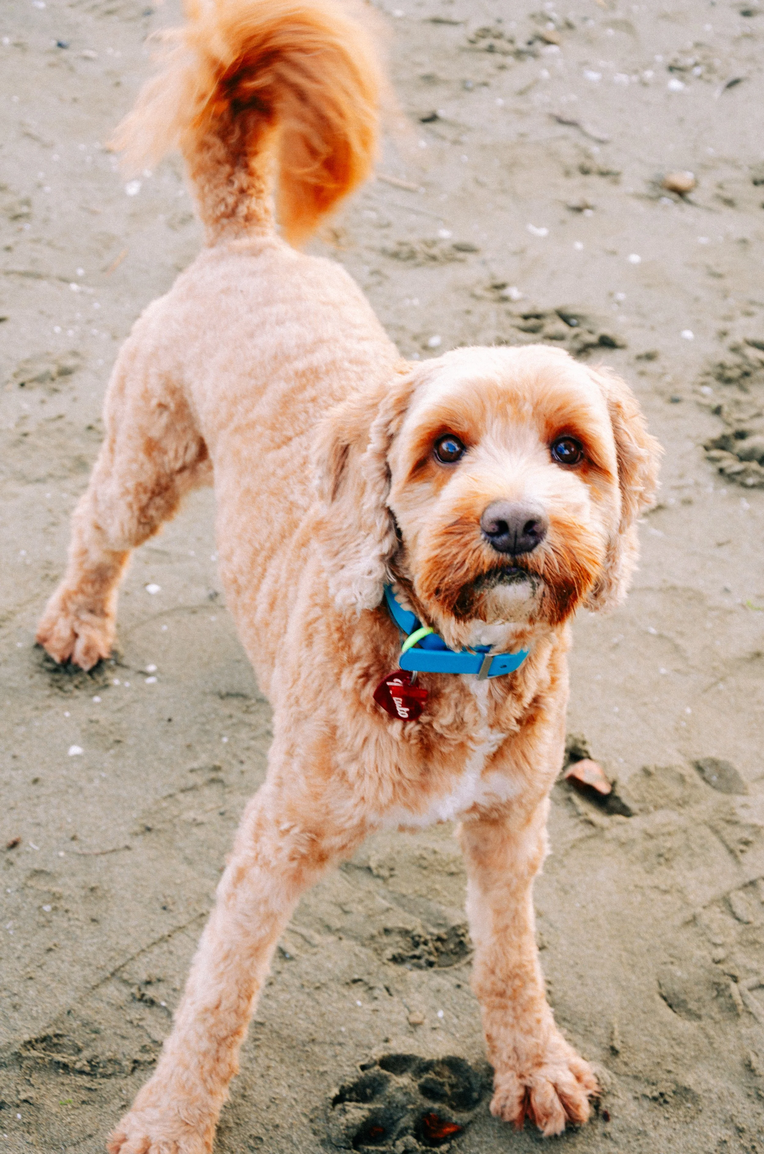 Speedy Sand Boy