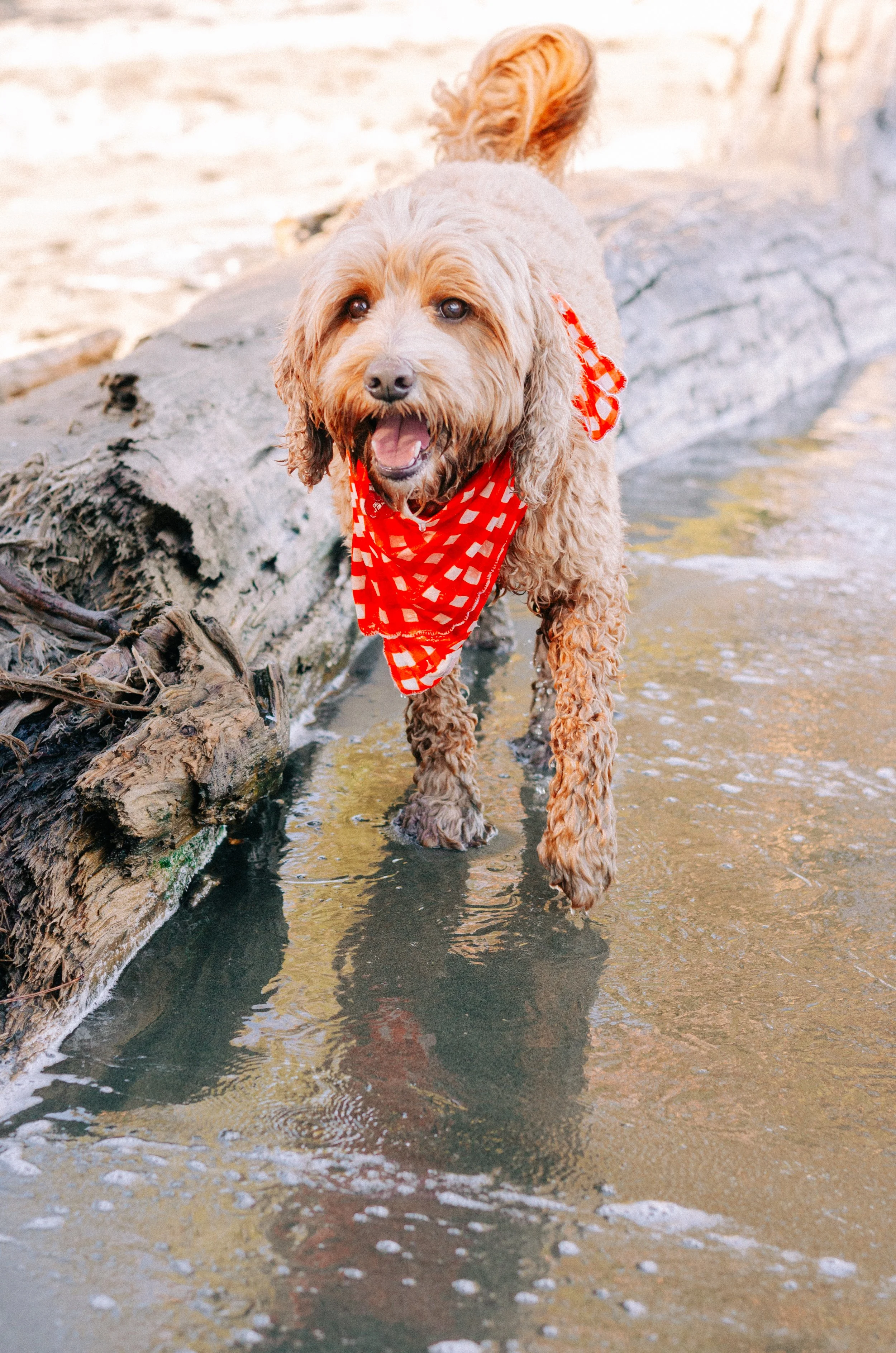 The Dog Days of July