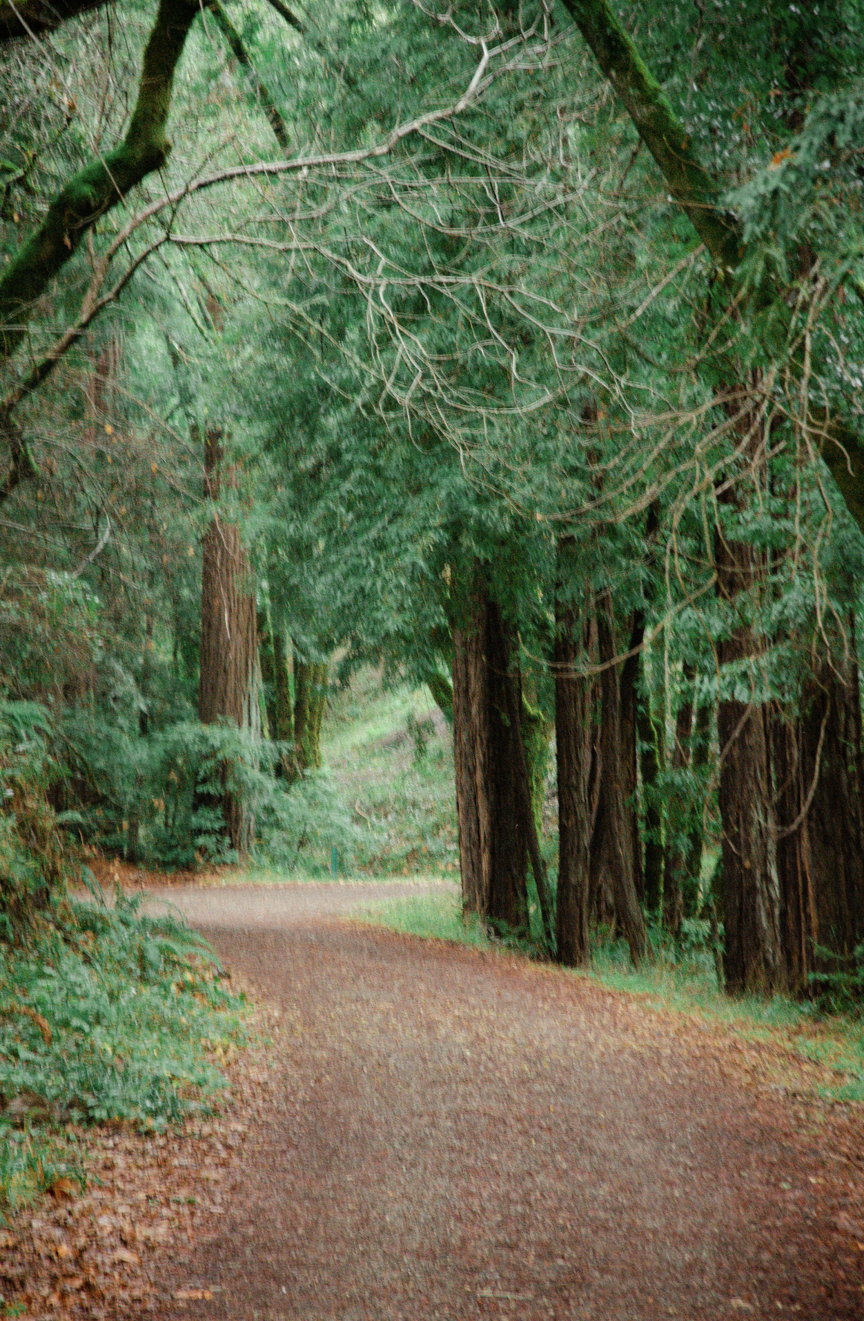 Hiking Mount Tamalpais