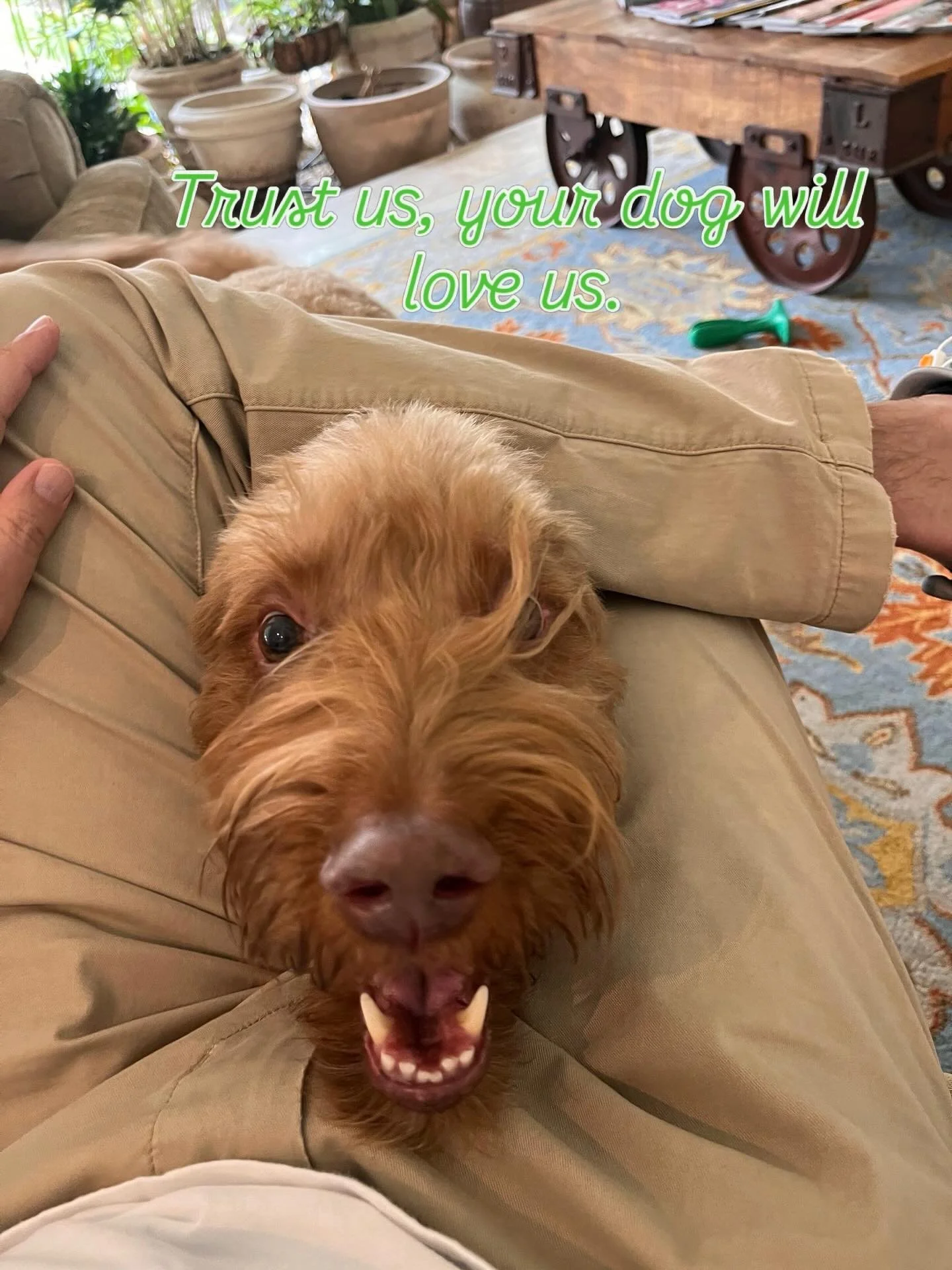 Our favorite thing about our clients? &hellip;. Their dogs. 🐕 We promise they will love us. #fortworthremodel #homereno #doodlesrule
