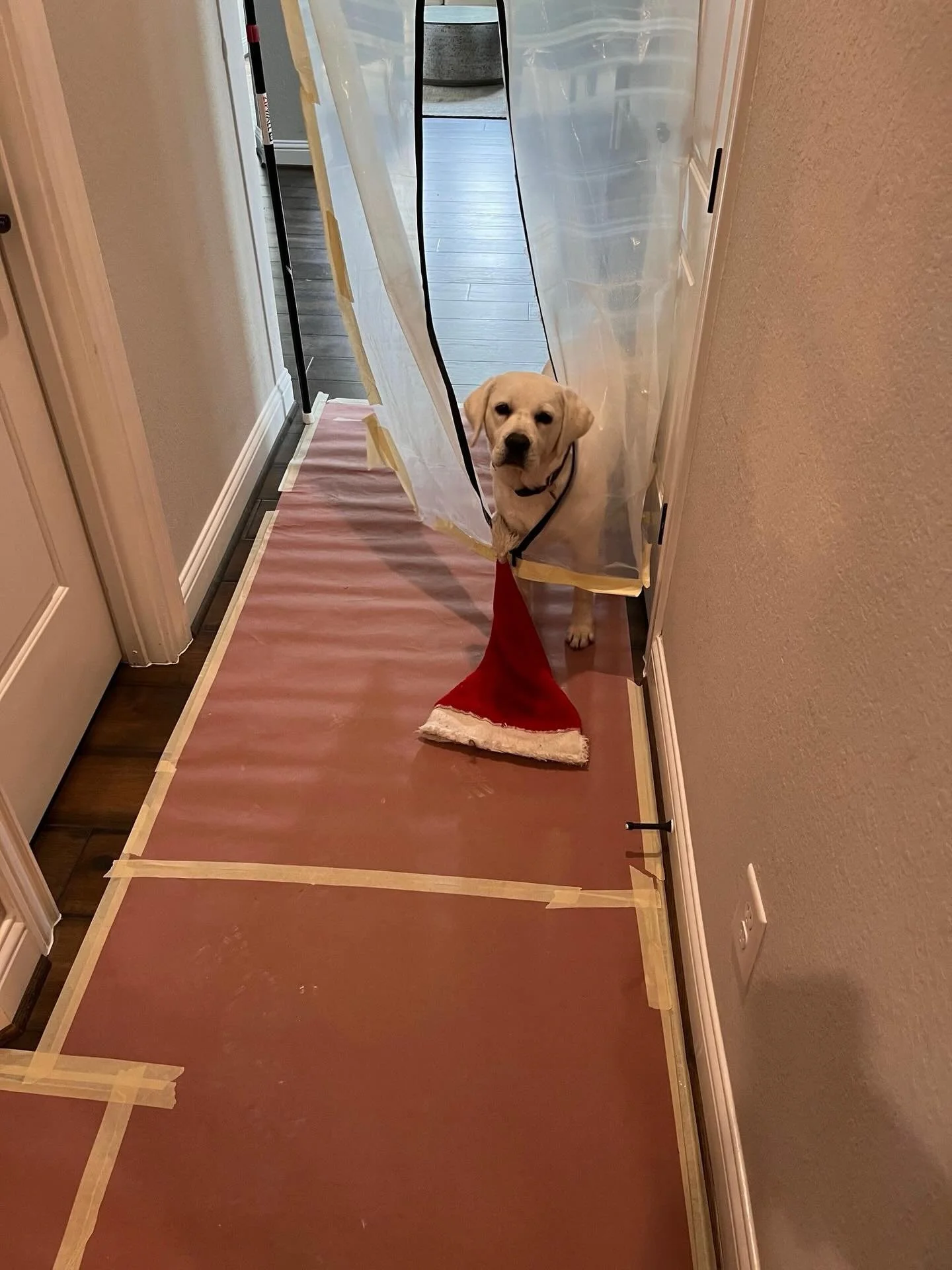 🚧 Site Manager on Duty 🚧
&ldquo;Look, I know the blueprints said &lsquo;open floor plan,&rsquo; but this plastic situation is really affecting my zoomie efficiency.&rdquo; &mdash; 🐕&zwj;🦺

He&rsquo;s not just a Good Boy, he&rsquo;s the Chief Safe