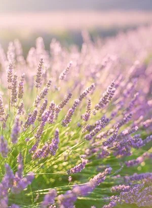 Lavender_Field_Dinner©_Oliver_Fly_Photography_4.jpeg