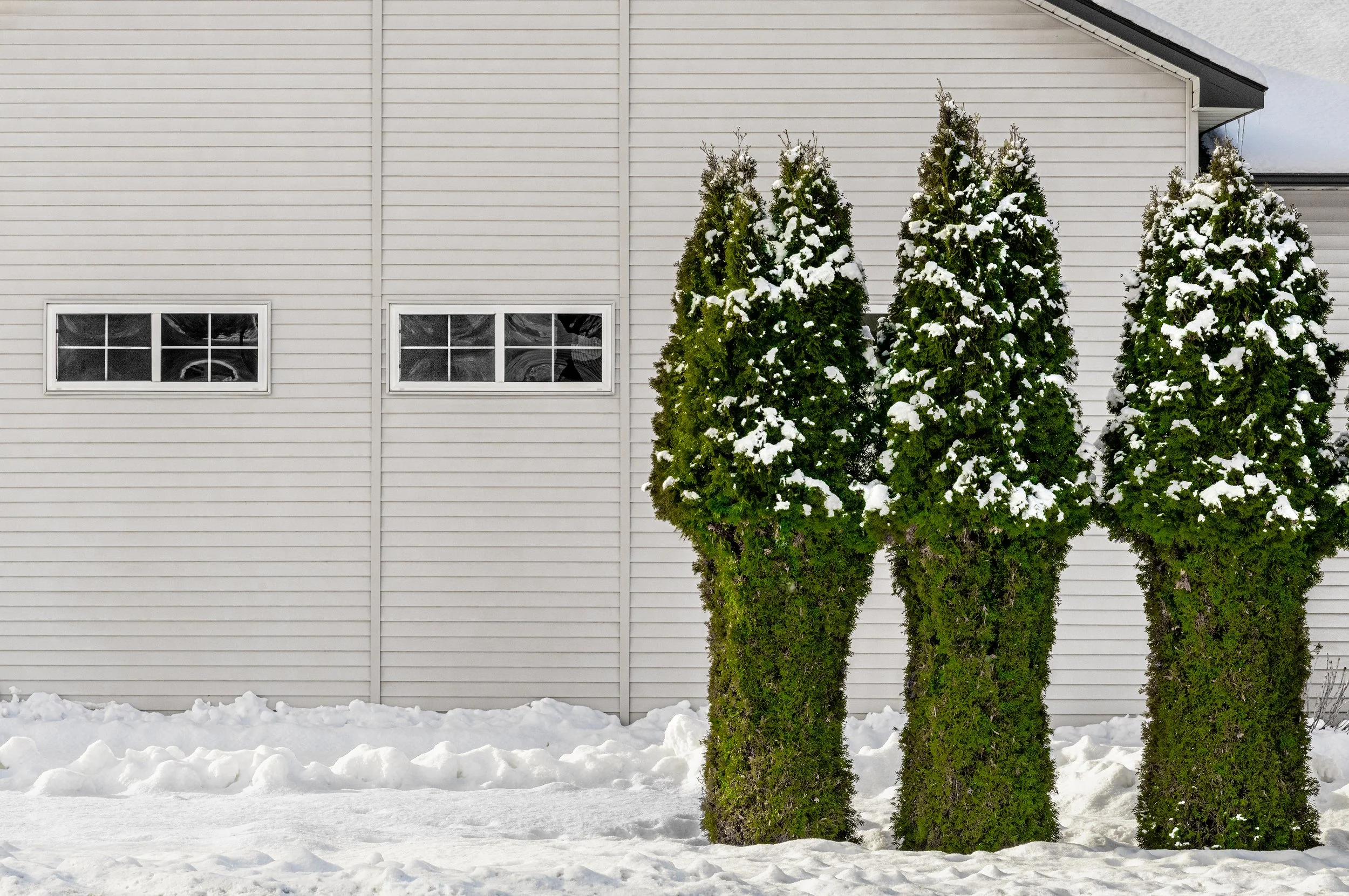 Two Windows, Three Trees (Boise, Idaho)