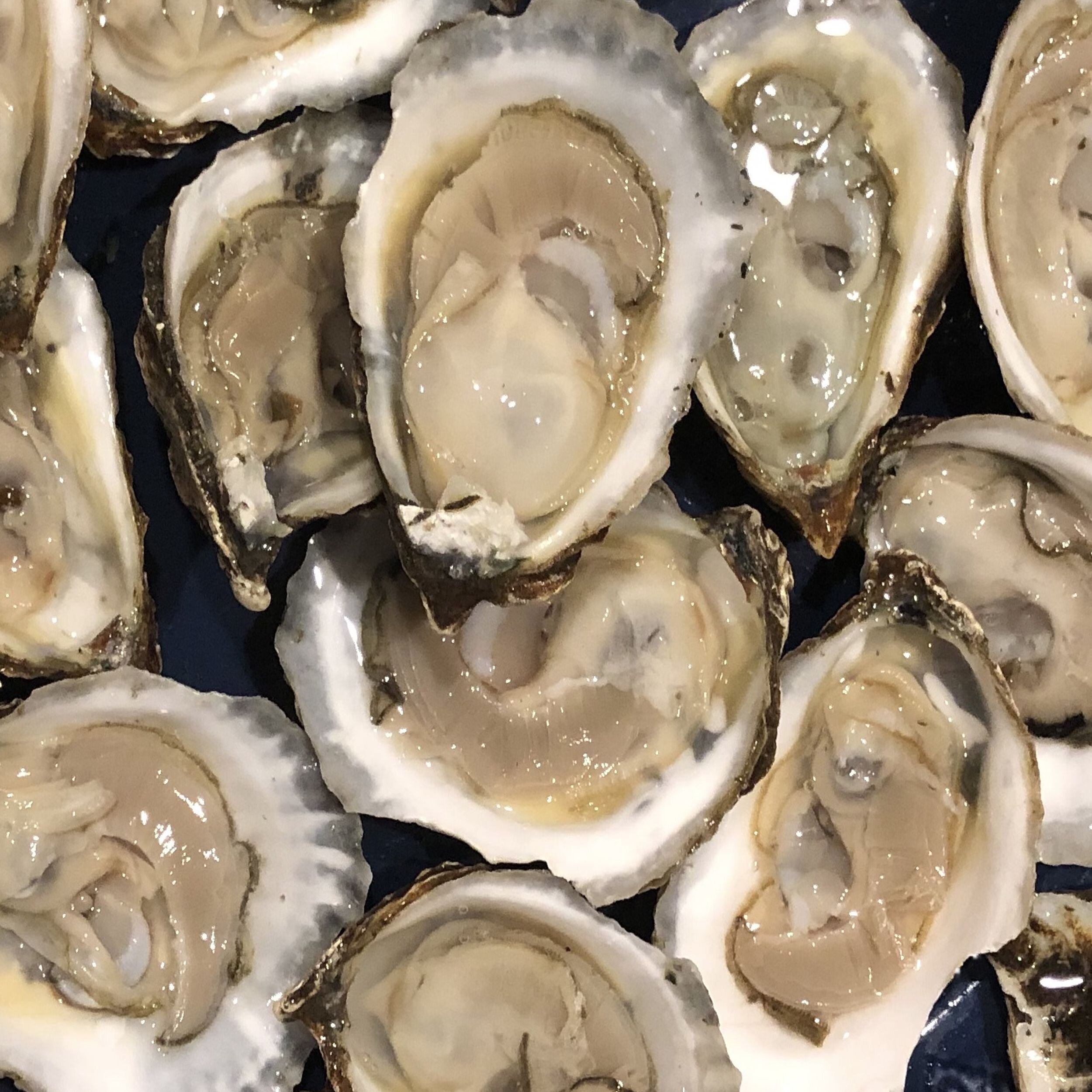 Fresh raw Long Island Oysters 25px.jpg