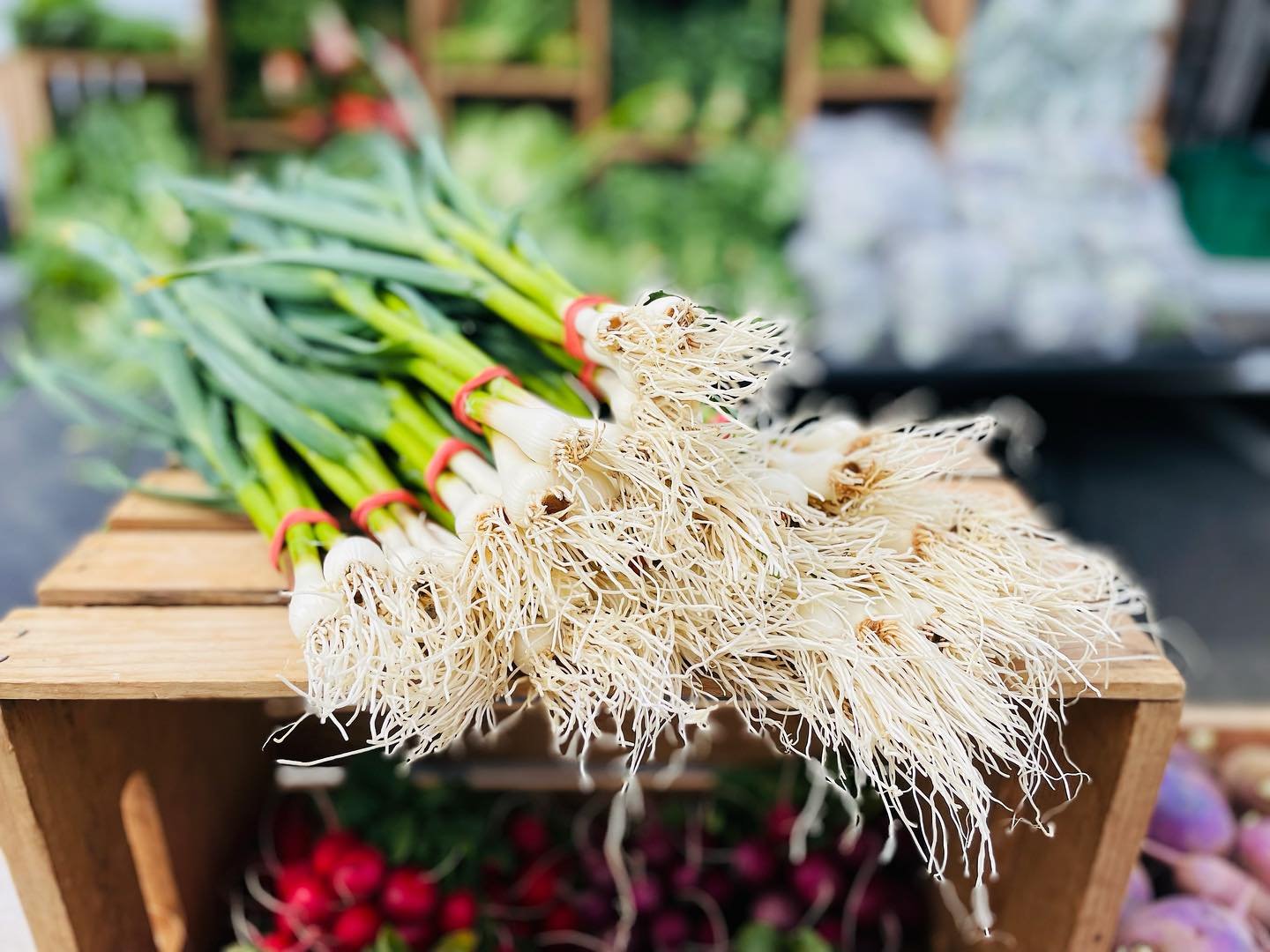Doesn&rsquo;t get fresher than this. @longseasonfarm Get on line before they sell out. 🥬 Every Sunday. 10-2. @beaconfarmersmarket Voted BEST FARMERS&rsquo; MARKET by @hudsonvalleymag

#BeaconFarmersMarket #CommunityStrong #farmersmarkets #thingstodo