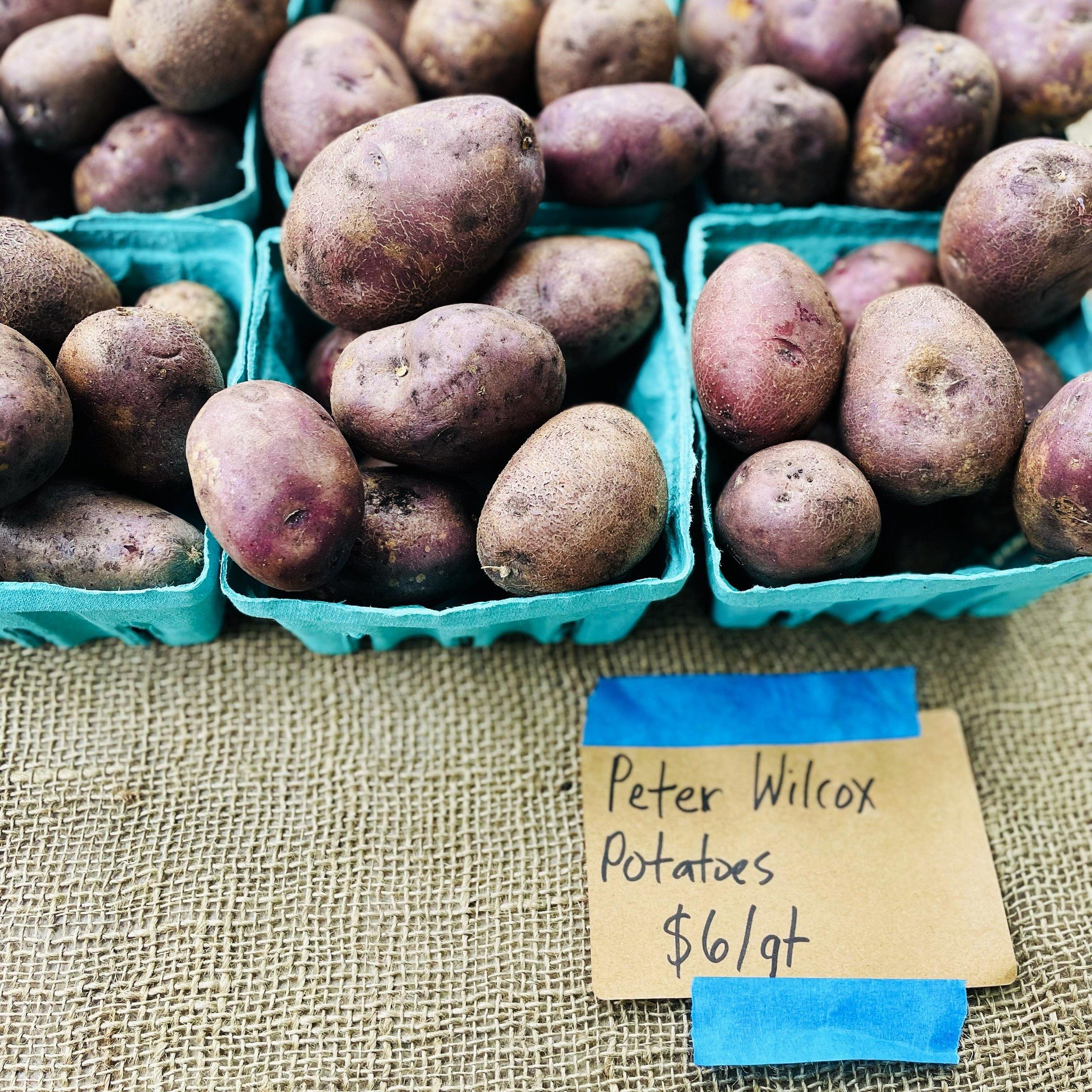 From the @nytimes and on the menu at the @beaconfarmersmarket via @fieldandlarder 

&ldquo;The new Peter Wilcox is a potato for New York Fashion Week, cloaked in deep purple and lined in gold. It&rsquo;s as appealing to the palate as it is on the pla