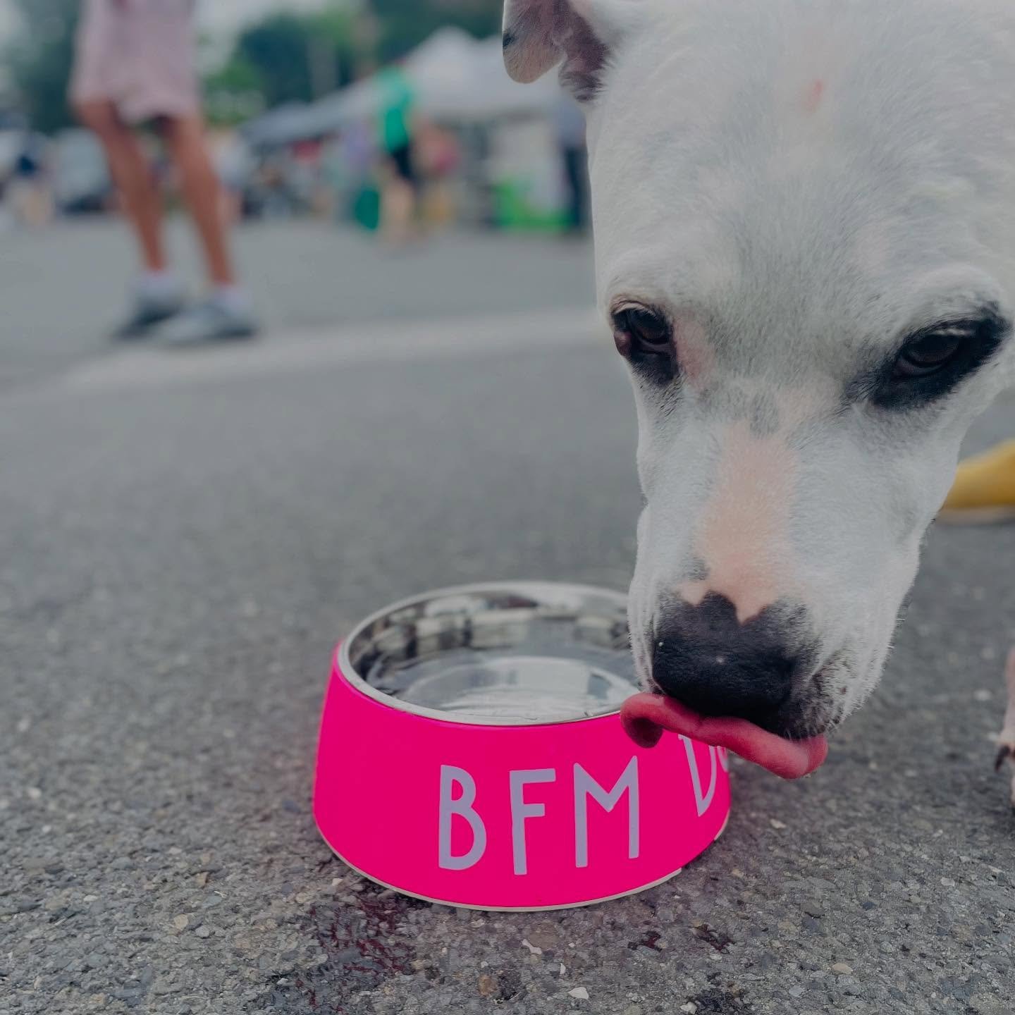 NEW @ BFM: Drink up doggos. 🐶 

🌹🥩🥕🥃🥖🍯🌽🧀🥬🥦🫐💍🍚🍦🍫🍩☕️

Every Sunday. 10-2.

@beaconfarmersmarket Voted BEST FARMERS&rsquo; MARKET by @hudsonvalleymag (THREE years running)

#BeaconFarmersMarket #CommunityStrong #farmersmarkets #thingsto