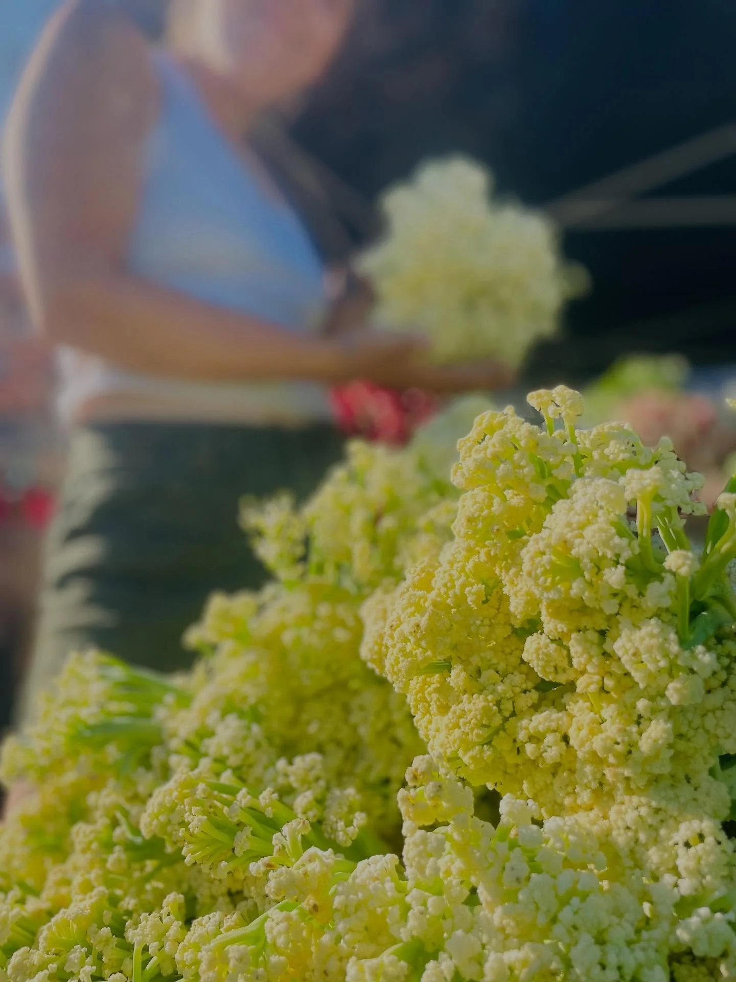 Delicate, lacy, and almost too pretty to roast&mdash;but do it anyway. Flowering cauliflower cooks up tender with crisp edges and soaks up flavor like a dream. Toss with olive oil and smoked paprika, stir into a curry, or flash saut&eacute; with garl