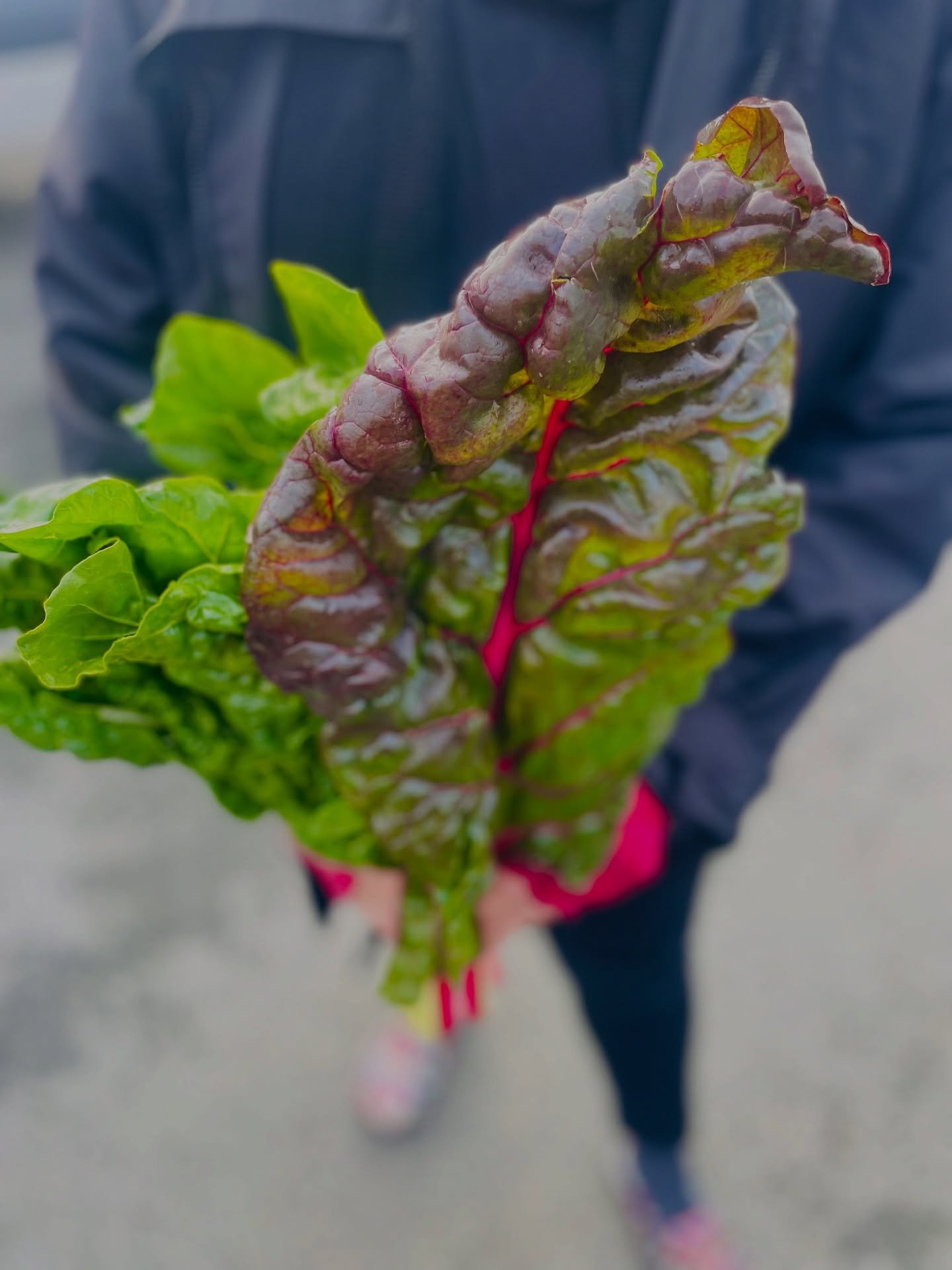 Bring home greens this gorgeous &mdash; every Sunday at the @beaconfarmersmarket 🥬🩷 

🌹🥩🥕🥃🥖🍯🌽🧀🥬🥦🫐💍🍚🍦🍫🍩☕️

@beaconfarmersmarket is every Sunday. 10-2.

@beaconfarmersmarket Voted BEST FARMERS&rsquo; MARKET by @hudsonvalleymag (THREE 