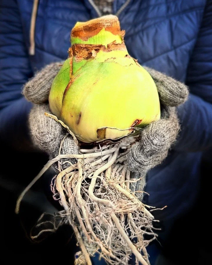 Gift Guides, Winter Essentials &amp; One-Day Christmas Trees 🎄 Don&rsquo;t Miss Out!  New vendors, old favorites [see inside for vendor map and vendor list, by category] + delicious food, drink and craft. SEE NEWSLETTER in your inbox or linked on Fa