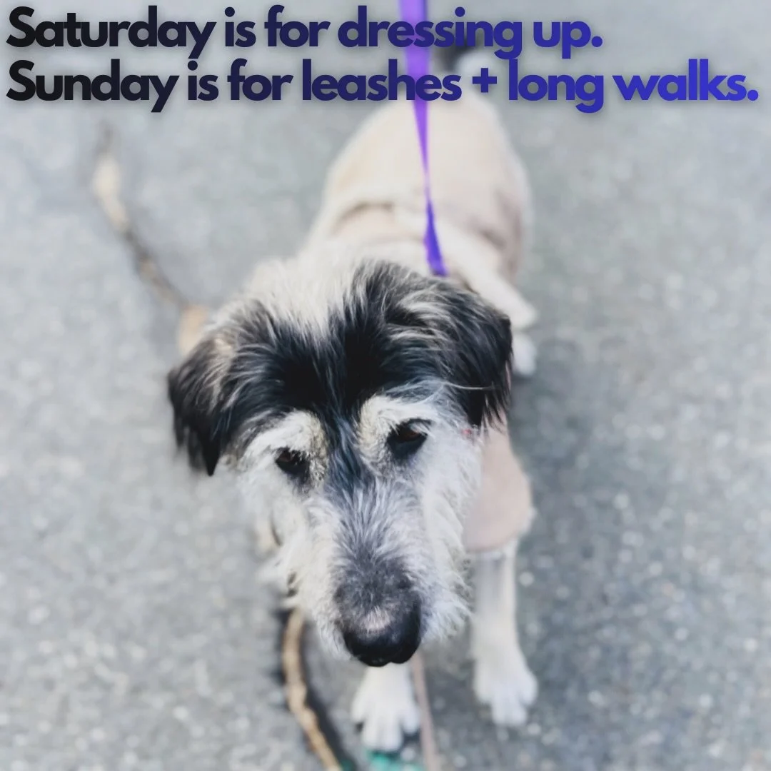 Saturday is for dressing up.
Sunday is for leashes and long walks.

Bring the dog.
Bring the tote.
Bring whoever makes Sunday feel right.

Grab a treat @lilly_bear_chicken_treats 
Get sharpened @riverstonesharpening 
Pick up sweet maple @ballardmaple
