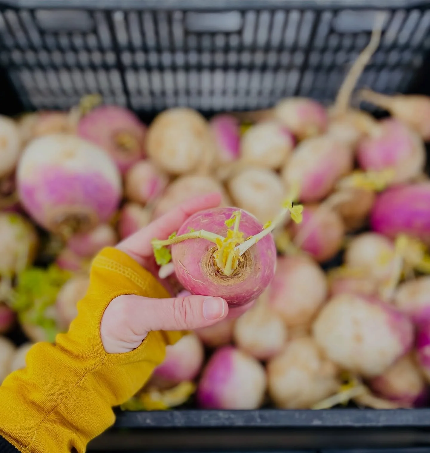 You can feel the shift 🌱

Still rooted.
But reaching.

A little green where there wasn&rsquo;t any last week.
A reminder that the season is turning.

Ready to bring them home?

Beginner move:
Roast with olive oil + flaky salt until caramelized. Fini