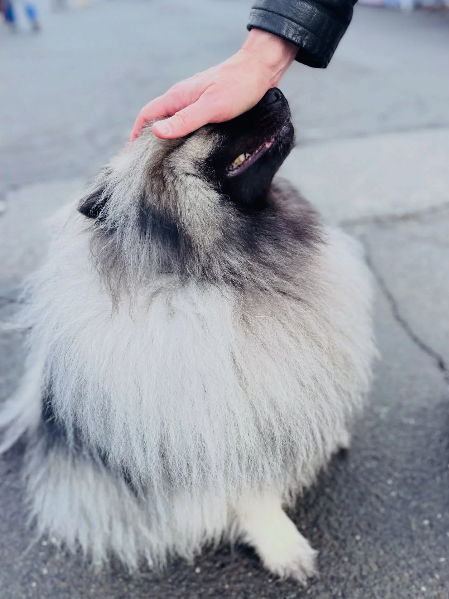 &ldquo;Can I pet your dog?&rdquo;&mdash;The unofficial greeting of the @beaconfarmersmarket 

Sundays 10&ndash;2 &bull; Dogs Required
223 Main Street &bull; Beacon, NY