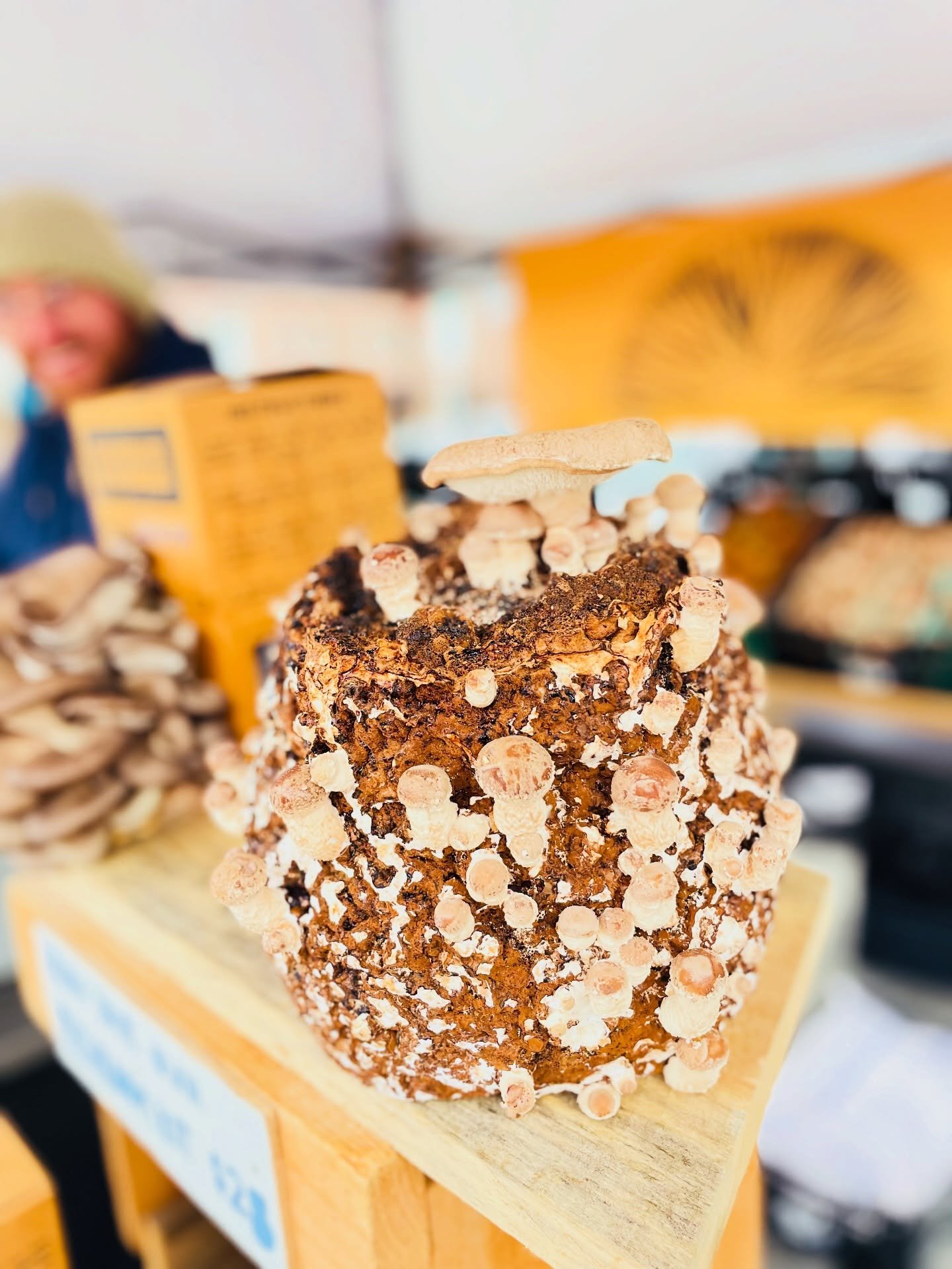 There&rsquo;s something wildly satisfying and oddly mesmerizing about growing your own mushrooms&hellip;

Part science experiment.
Part dinner plan.
Part &ldquo;wait&mdash;are those new ones popping up already??&rdquo;

These grow-your-own mushroom k