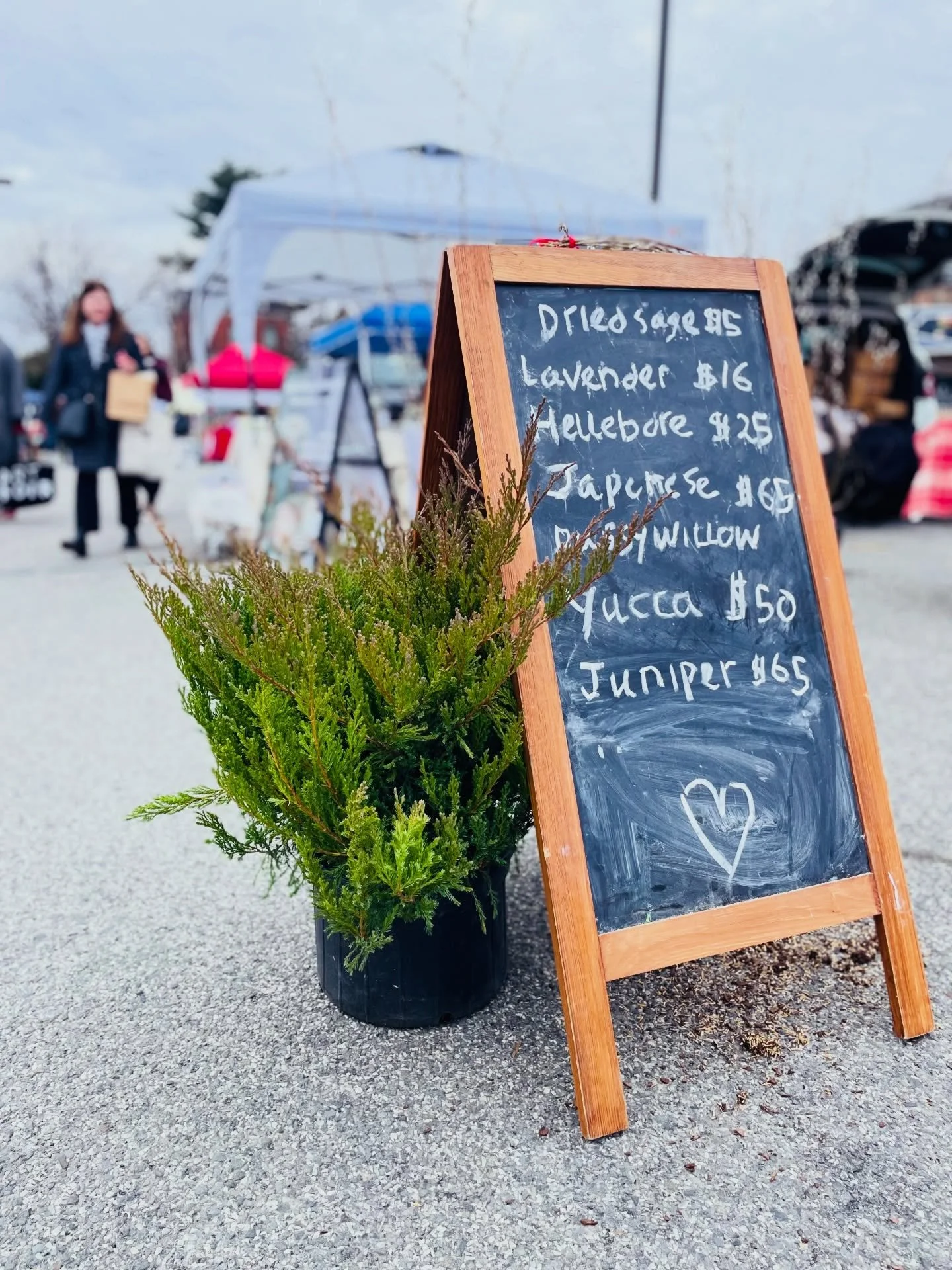 Plants &amp; things. Today!

BFM &bull; Sundays 
223 Main &bull; 10-2