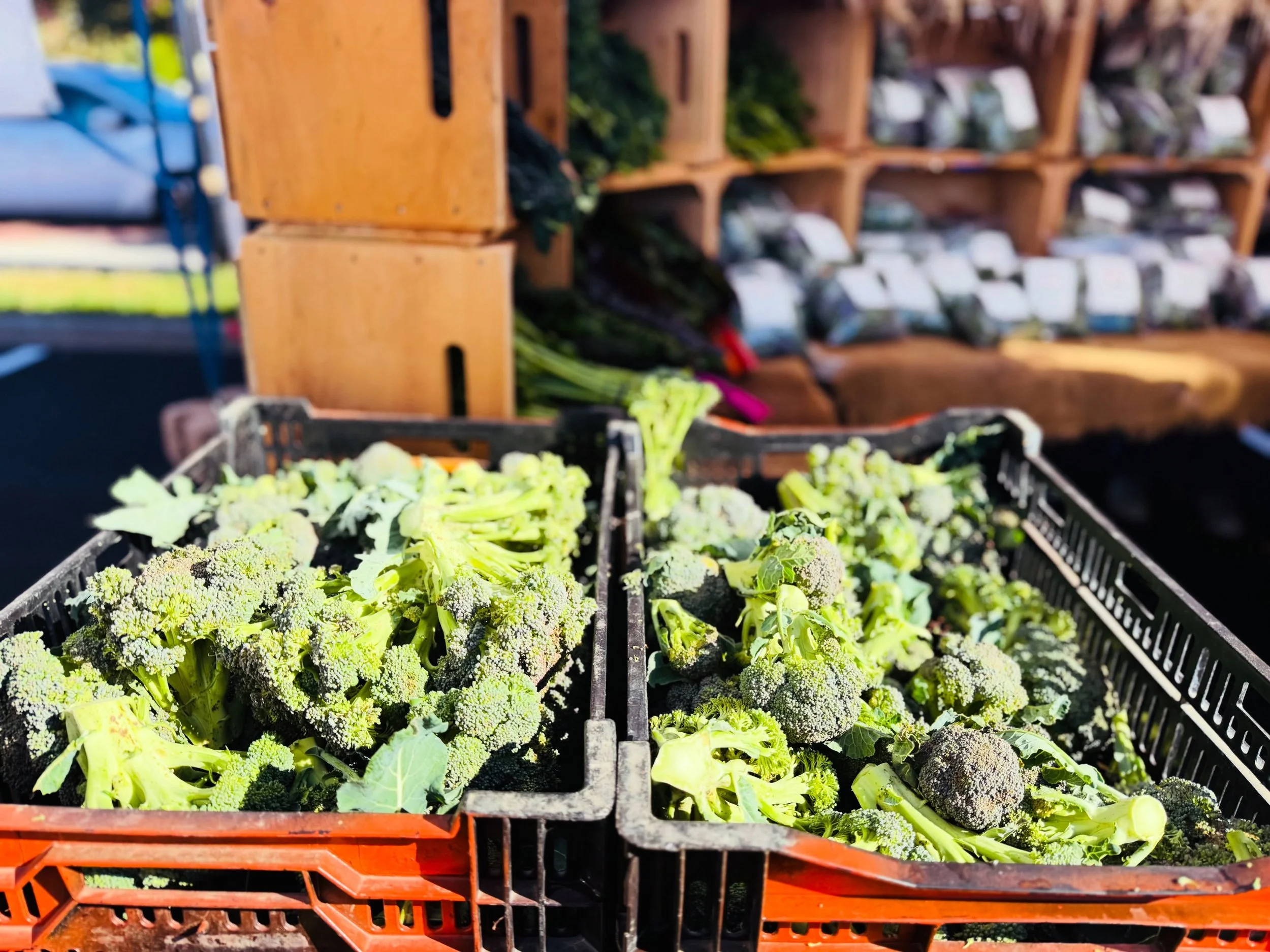 Roast until the edges get crisp, toss with garlicky pasta, or turn a few generous handfuls into a pot of broccoli cheddar soup. 

This is the kind of Sunday shopping that makes the rest of the week taste better.

Find your dinner at @beaconfarmersmar