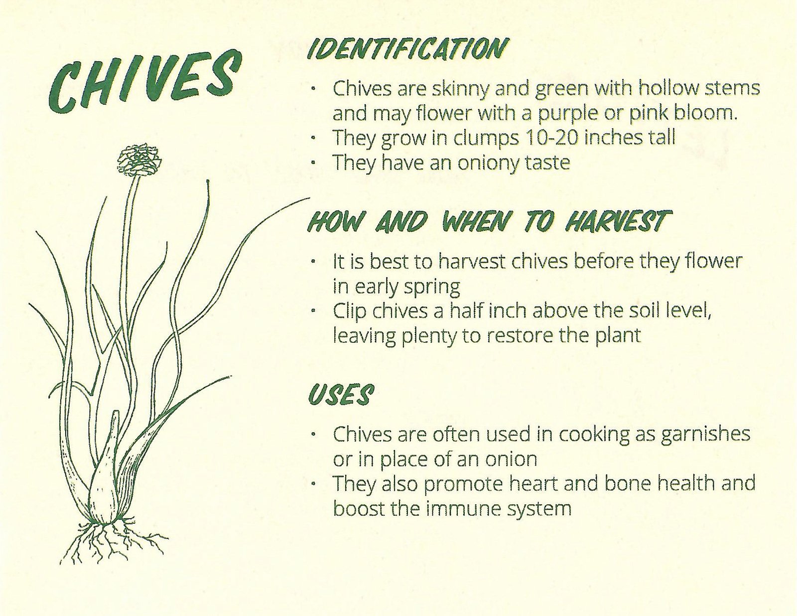 EdiblePlants09.jpg
