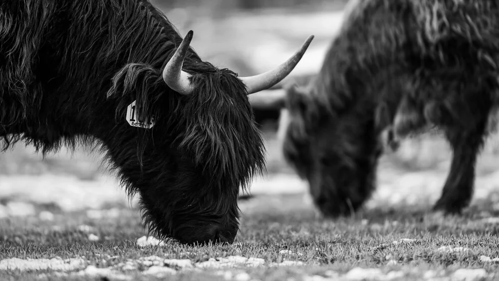 Wildlife — David Cudd Photography
