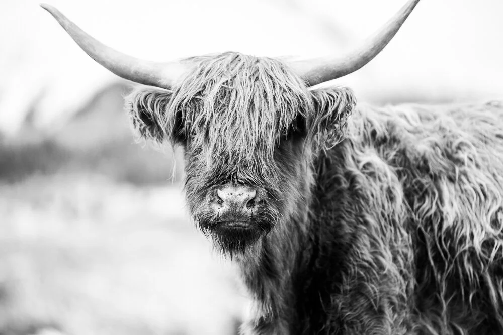 Wildlife — David Cudd Photography